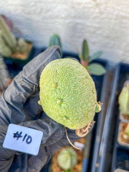 Migiurtinus Balls (#9~10) | Imported Cactus | Rare Succulent