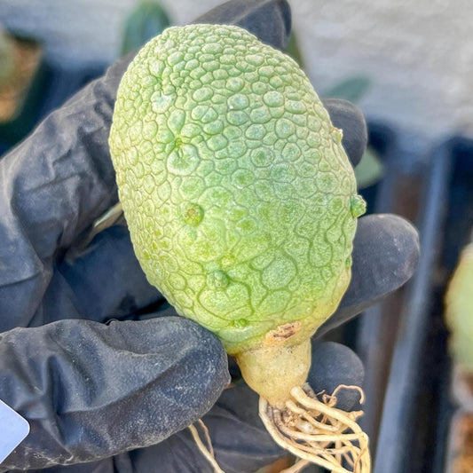 Migiurtinus Balls (#9~10) | Imported Cactus | Rare Succulent