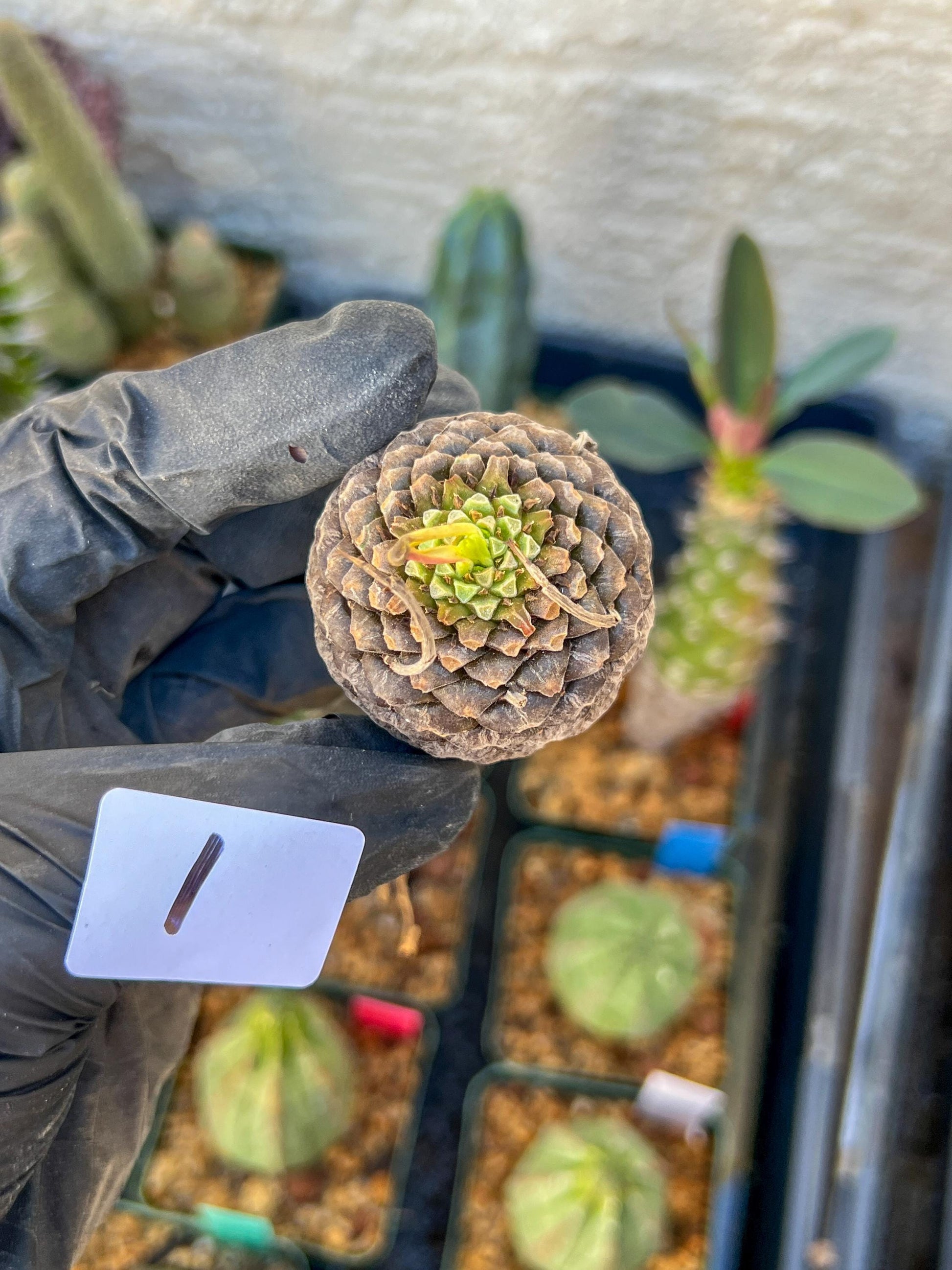 Euphorb Bupleurifolia | Imported- warranty can be offer | DM me First
