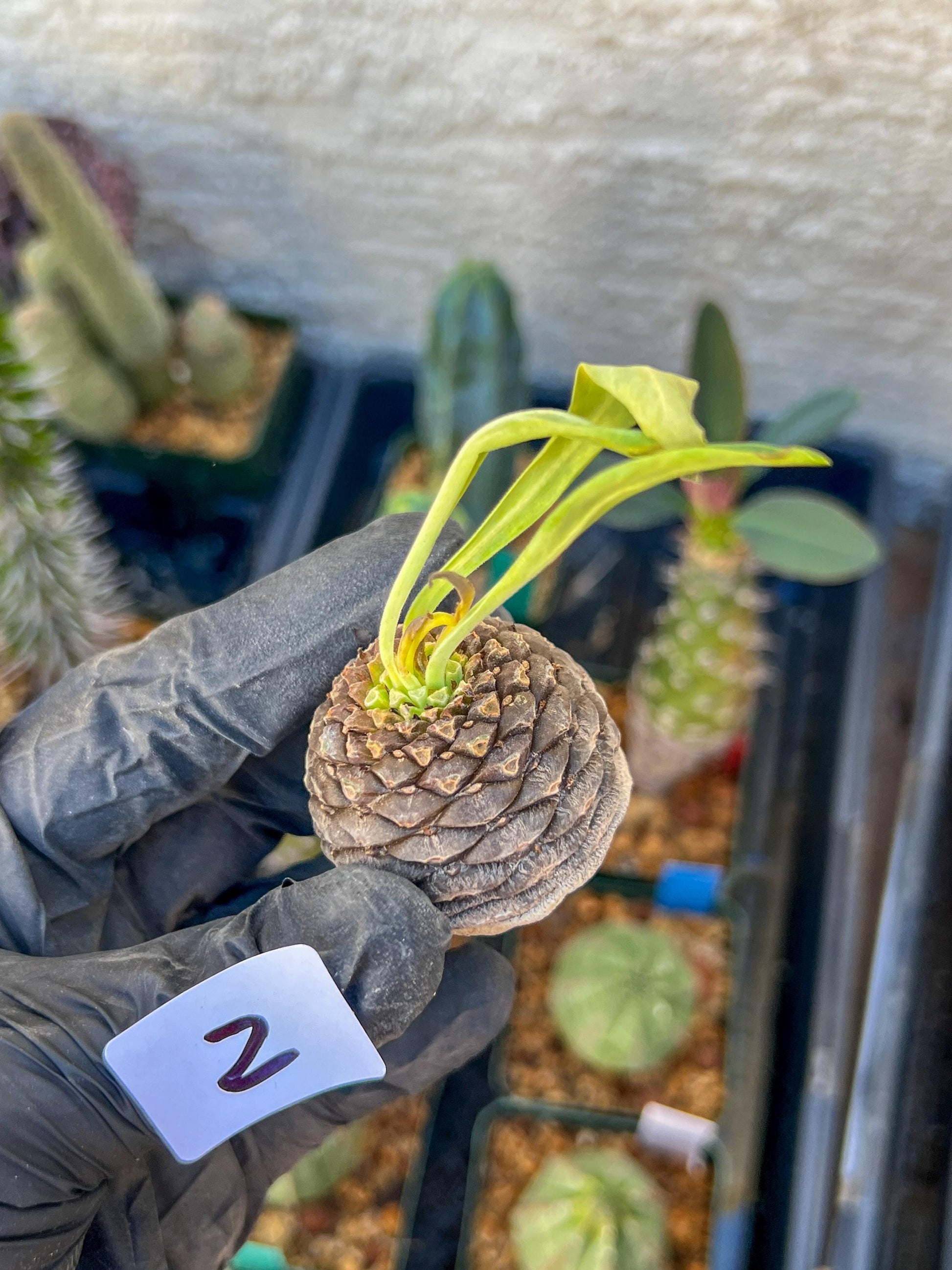 Euphorb Bupleurifolia | Imported- warranty can be offer | DM me First