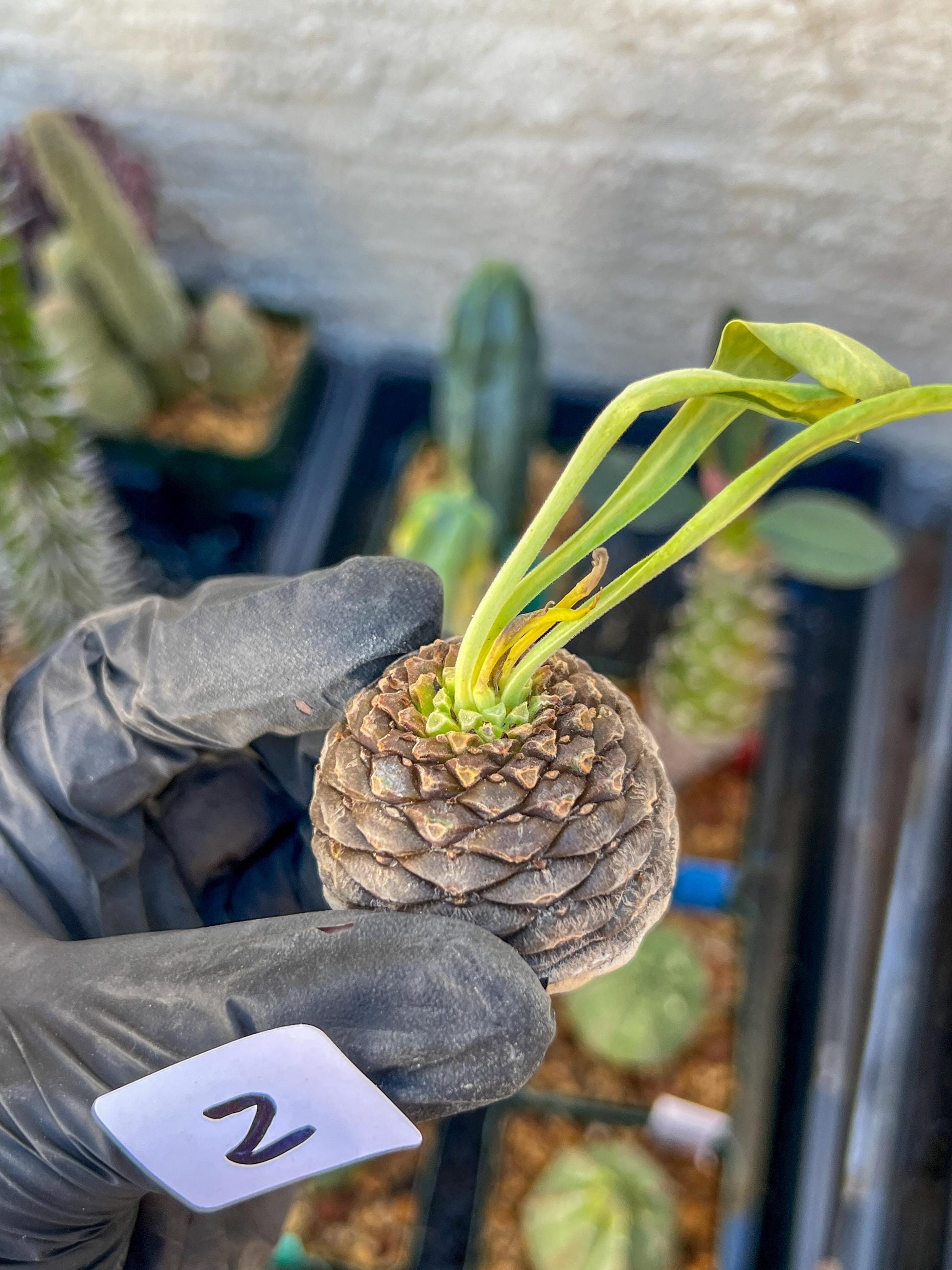 Euphorb Bupleurifolia | Imported- warranty can be offer | DM me First