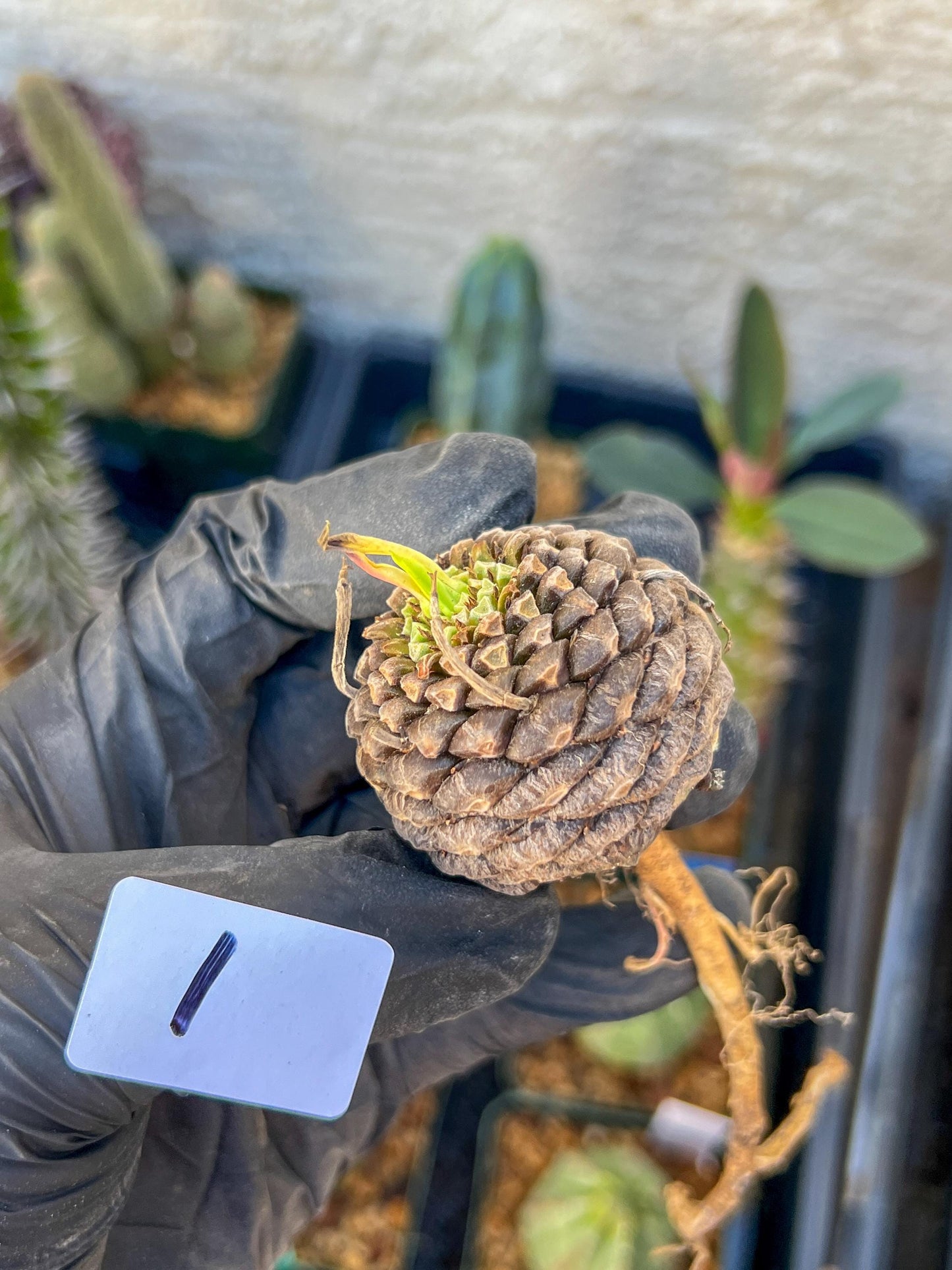 Euphorb Bupleurifolia | Imported- warranty can be offer | DM me First