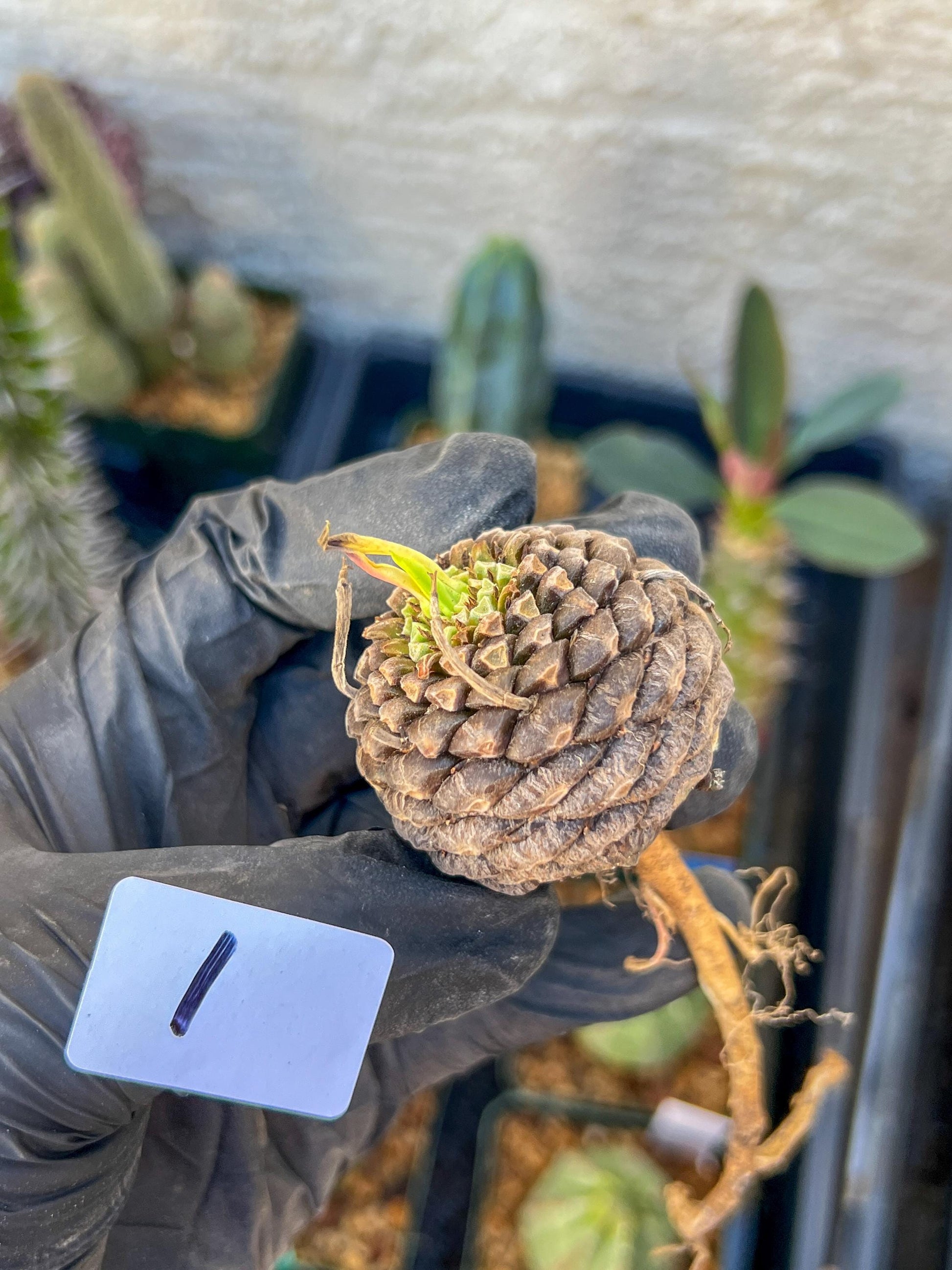 Euphorb Bupleurifolia | Imported- warranty can be offer | DM me First