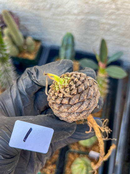 Euphorb Bupleurifolia | Imported- warranty can be offer | DM me First