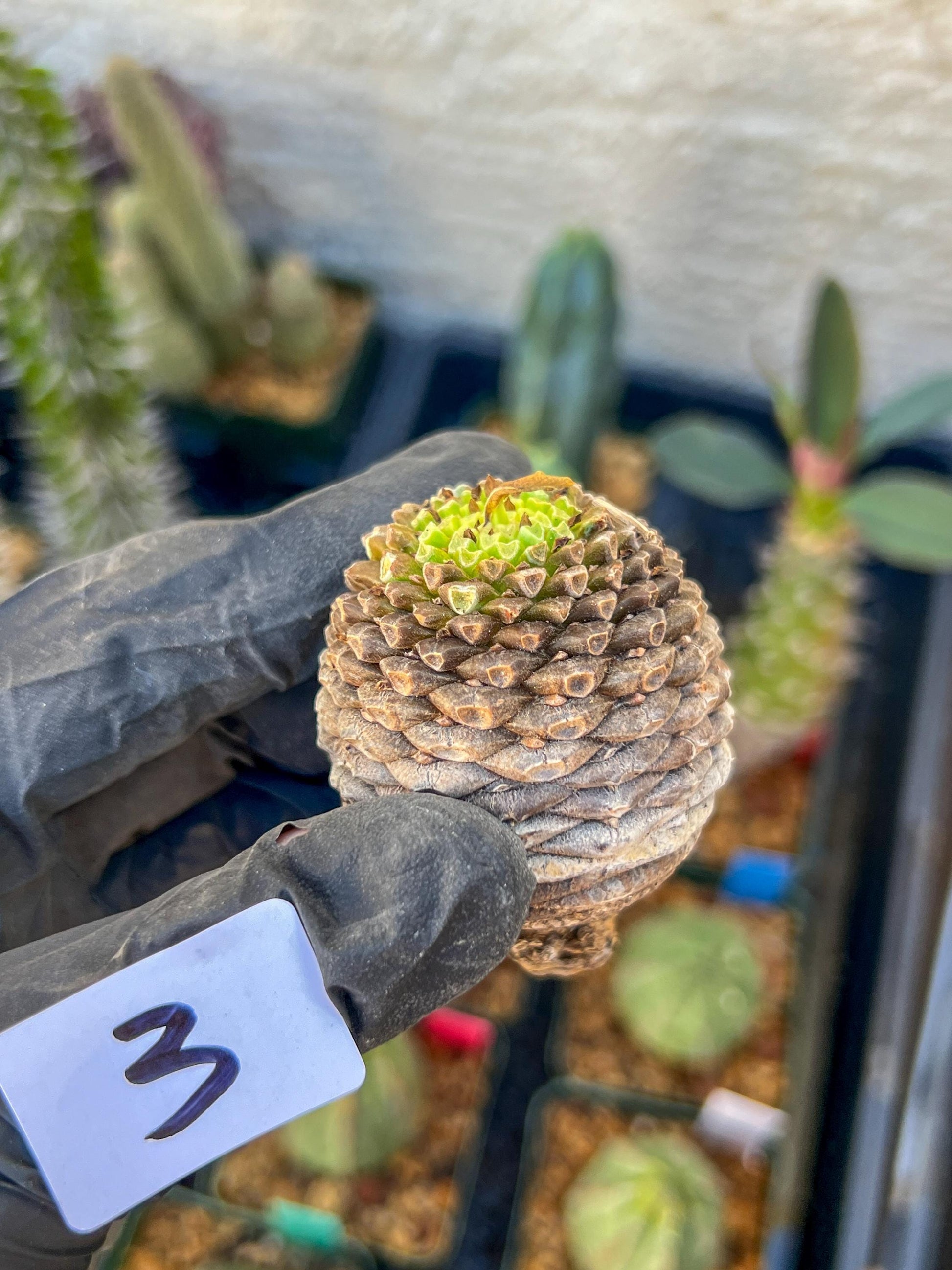 Euphorb Bupleurifolia | Imported- warranty can be offer | DM me First