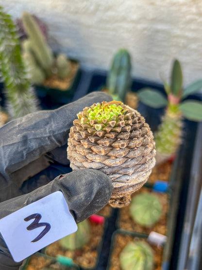 Euphorb Bupleurifolia | Imported- warranty can be offer | DM me First