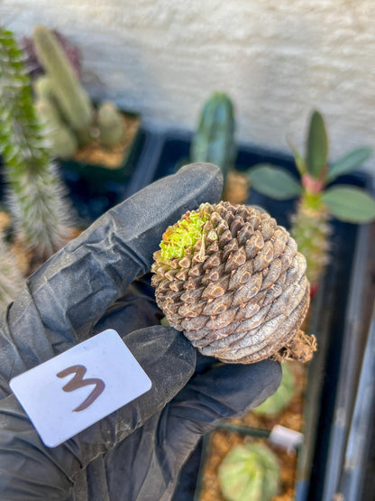 Euphorb Bupleurifolia | Imported- warranty can be offer | DM me First