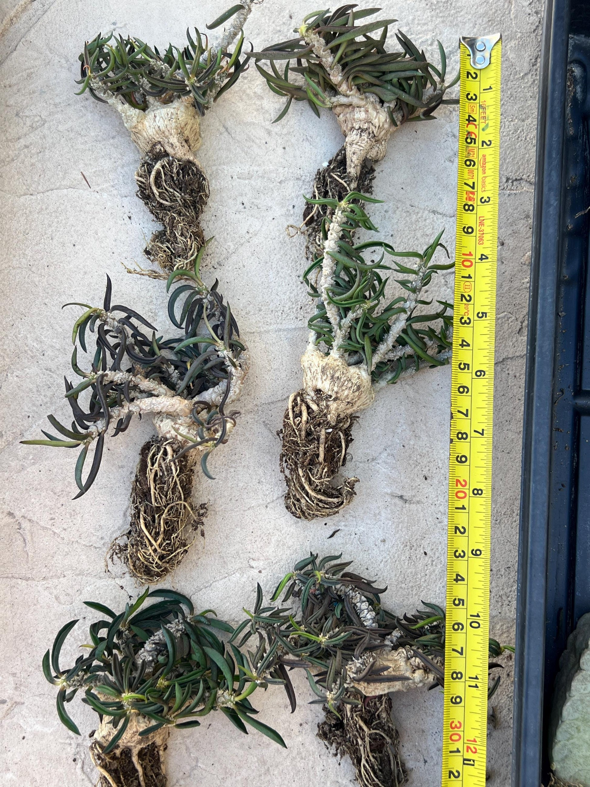 Rare Succulents (#5) | Imported | Assorted Succulent | Sansevieria