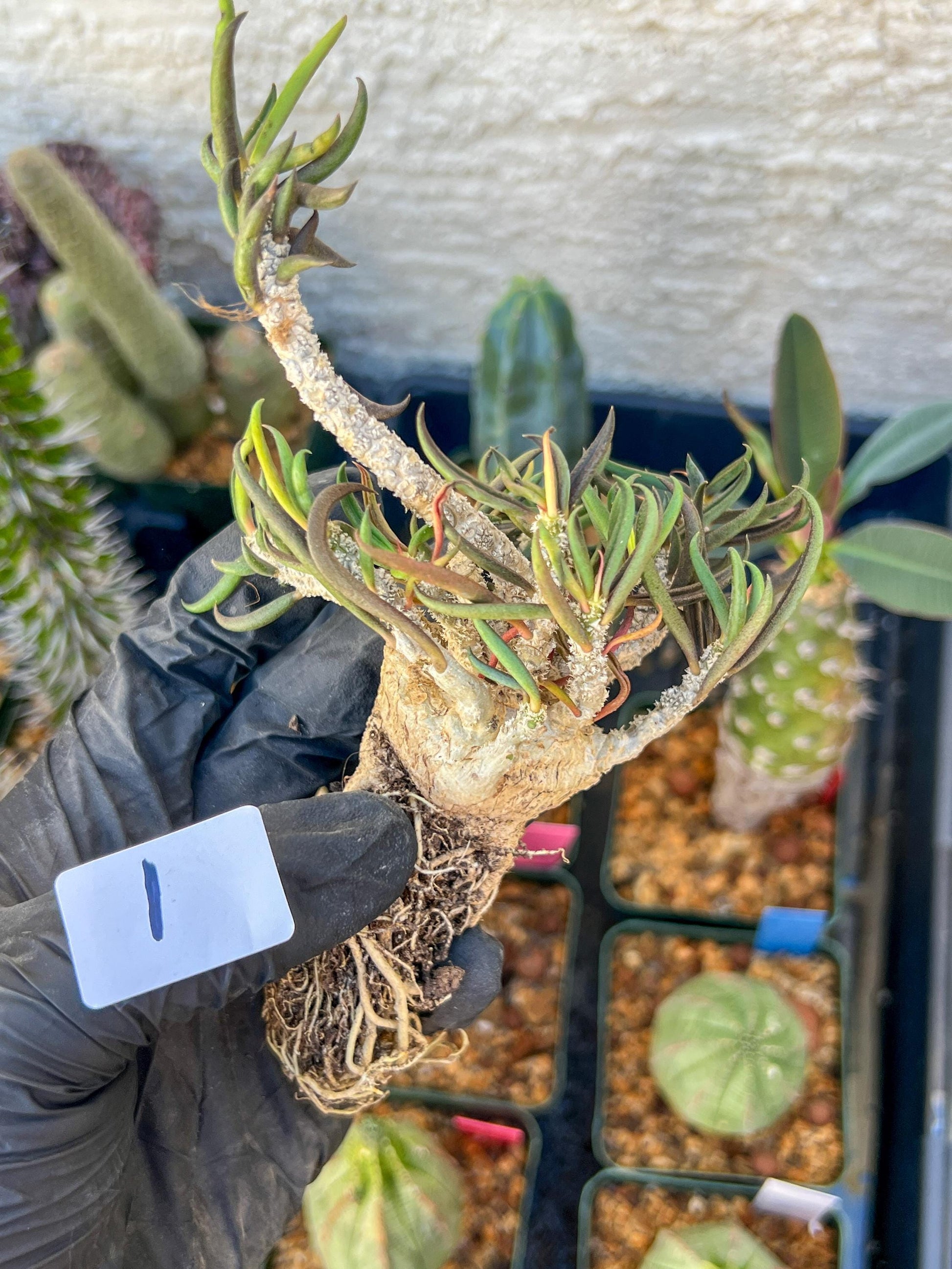 Rare Succulents (#1) | Imported | Assorted Succulent | Sansevieria