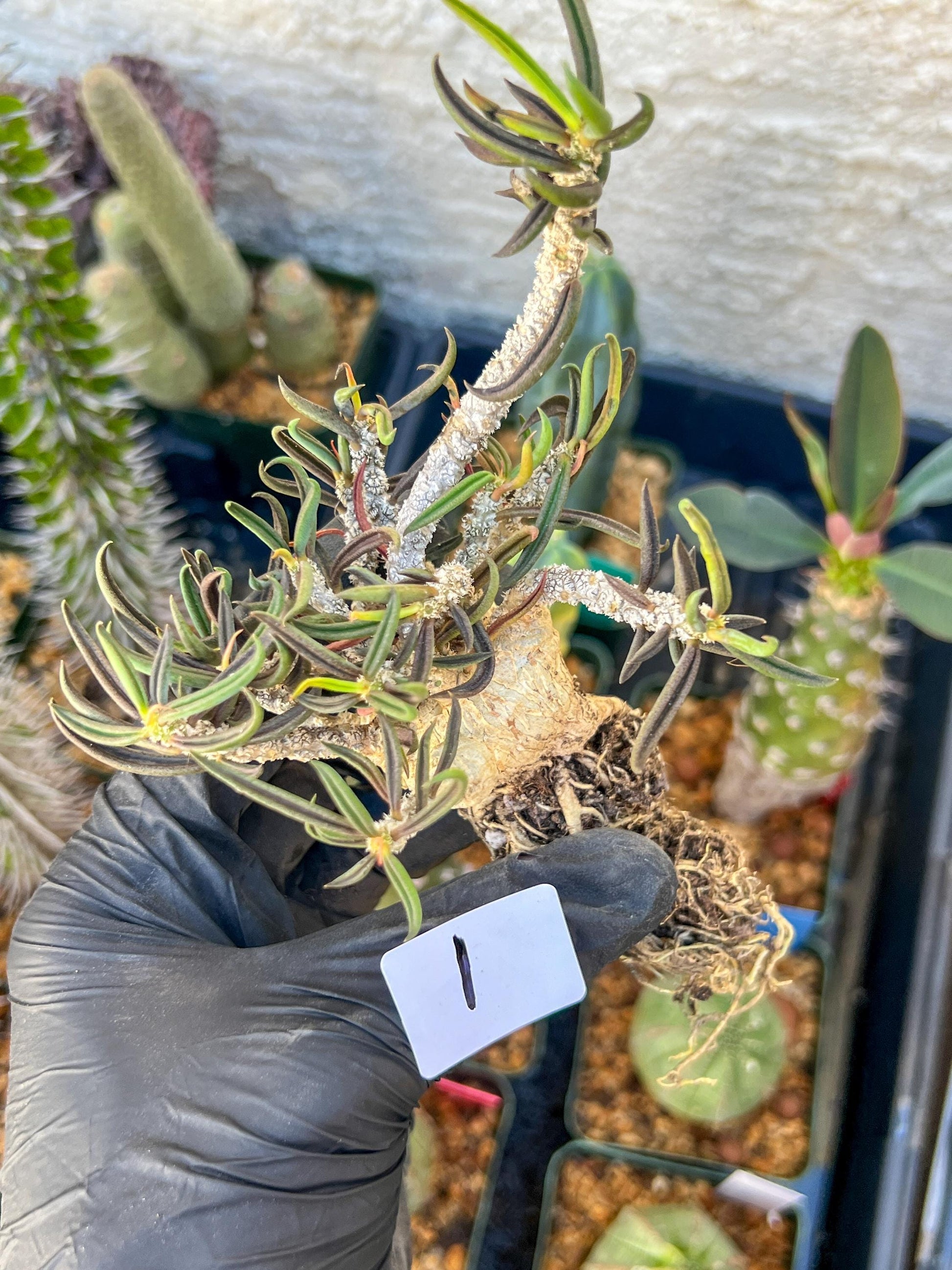 Rard Succulent Cactus (#1~2) | Imported Cactus