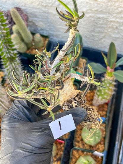 Rard Succulent Cactus (#1~2) | Imported Cactus