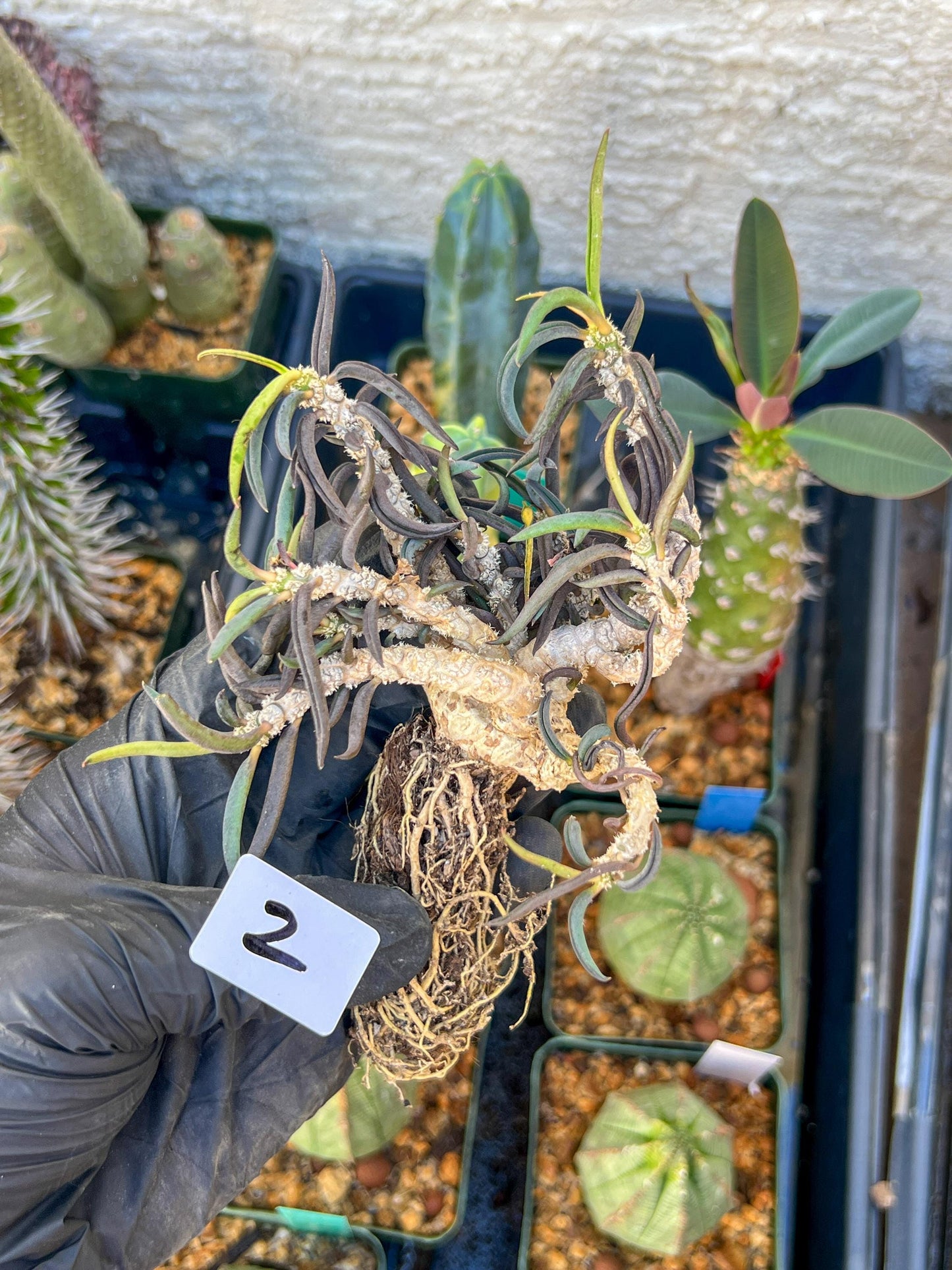 Euphorb cylindrifolia tuberifera (#1~2) | Imported Cactus