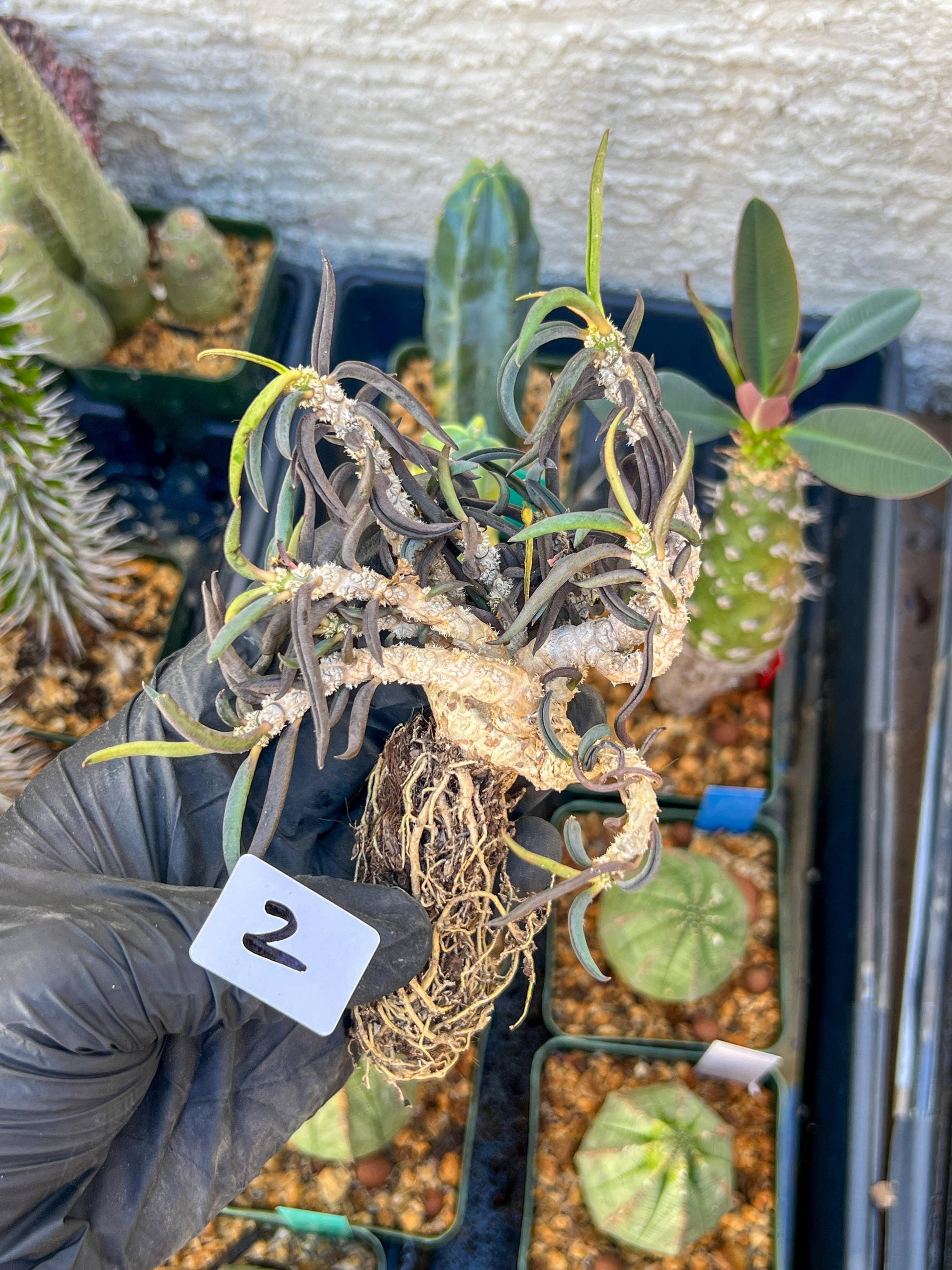 Euphorb cylindrifolia tuberifera (#1~2) | Imported Cactus