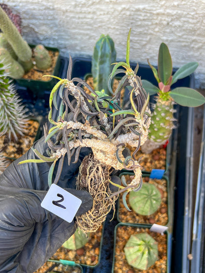 Euphorb cylindrifolia tuberifera (#1~2) | Imported Cactus