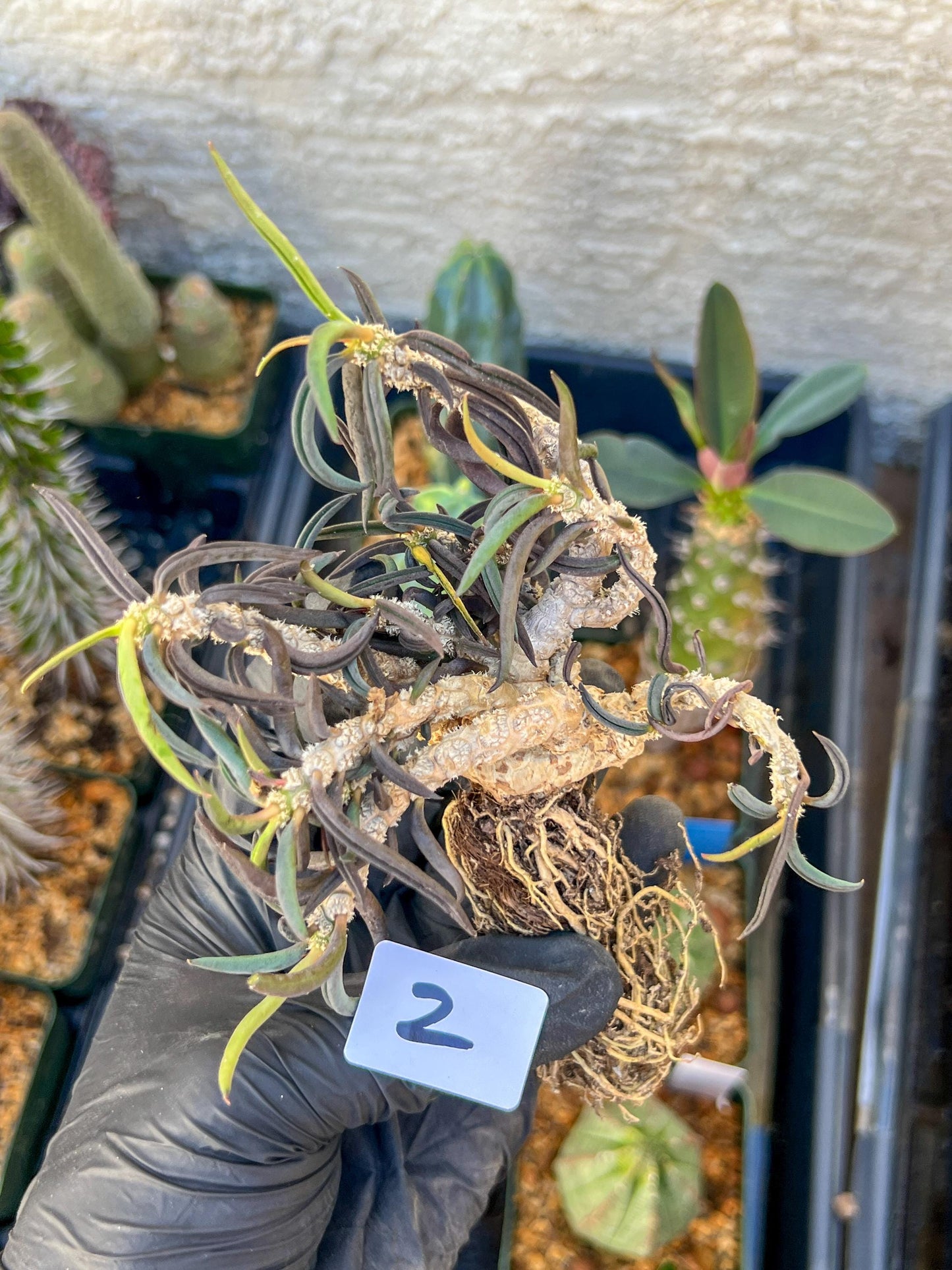 Euphorb cylindrifolia tuberifera (#1~2) | Imported Cactus