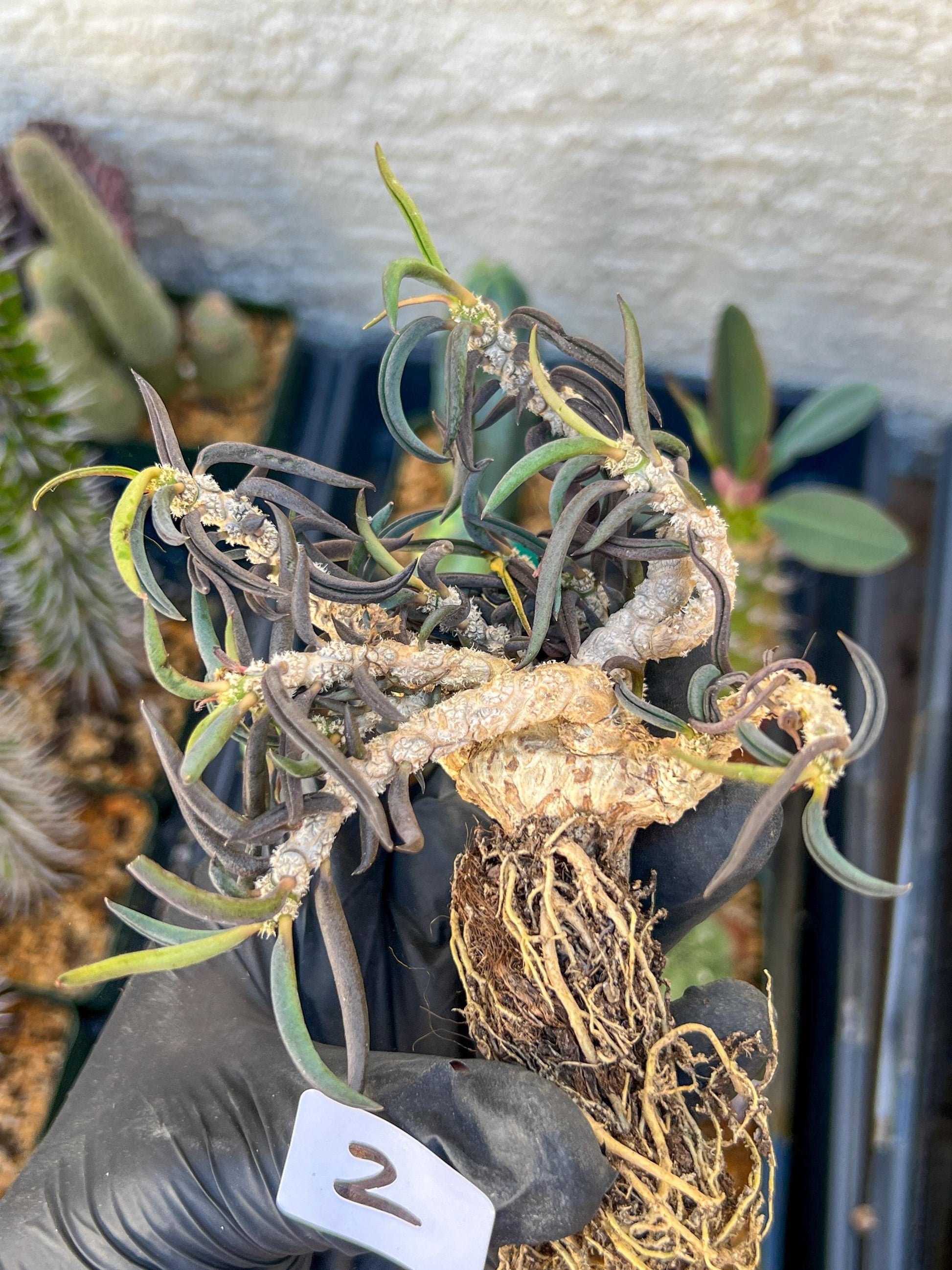 Euphorb cylindrifolia tuberifera (#1~2) | Imported Cactus