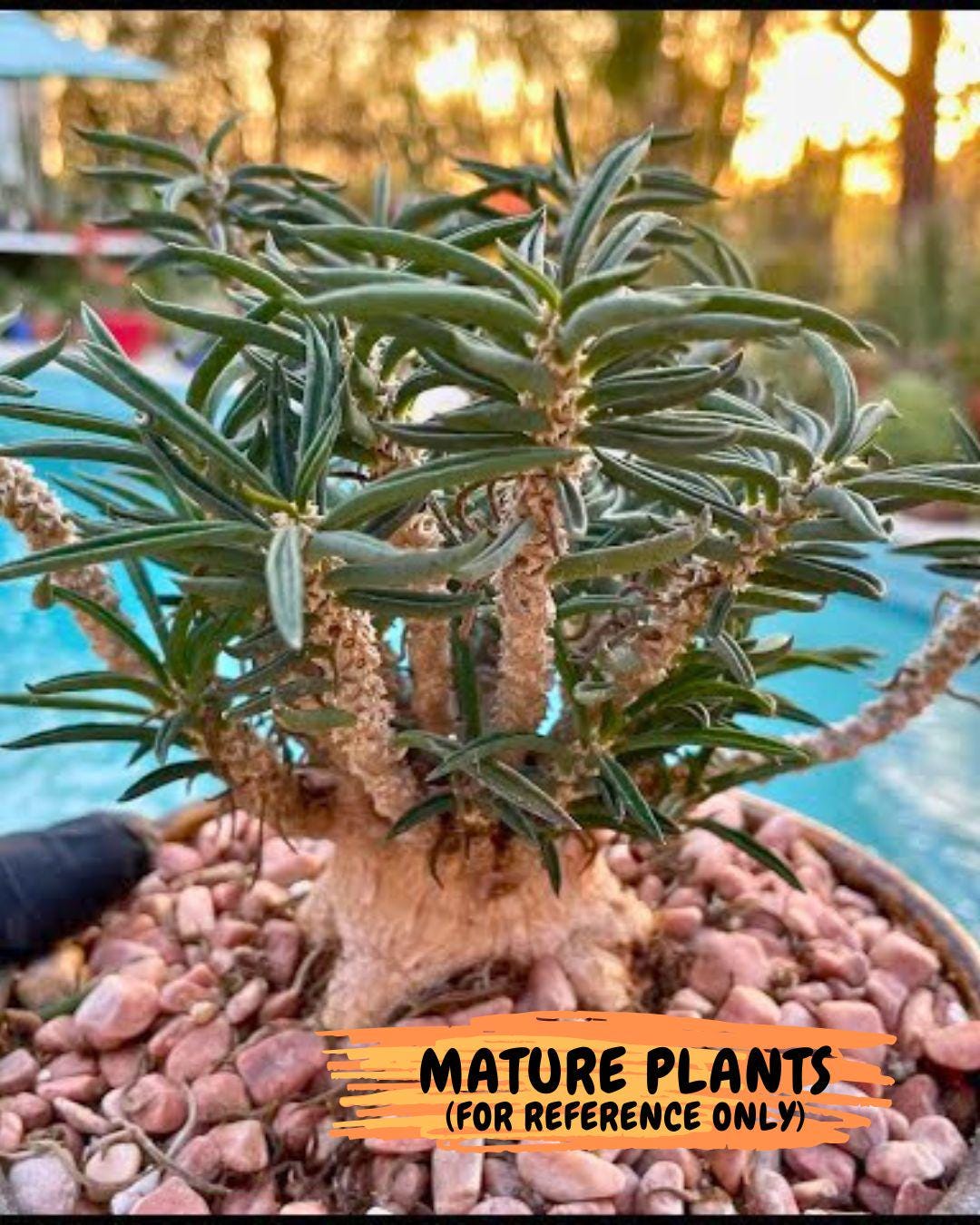 Rard Succulent Cactus (#1~2) | Imported Cactus