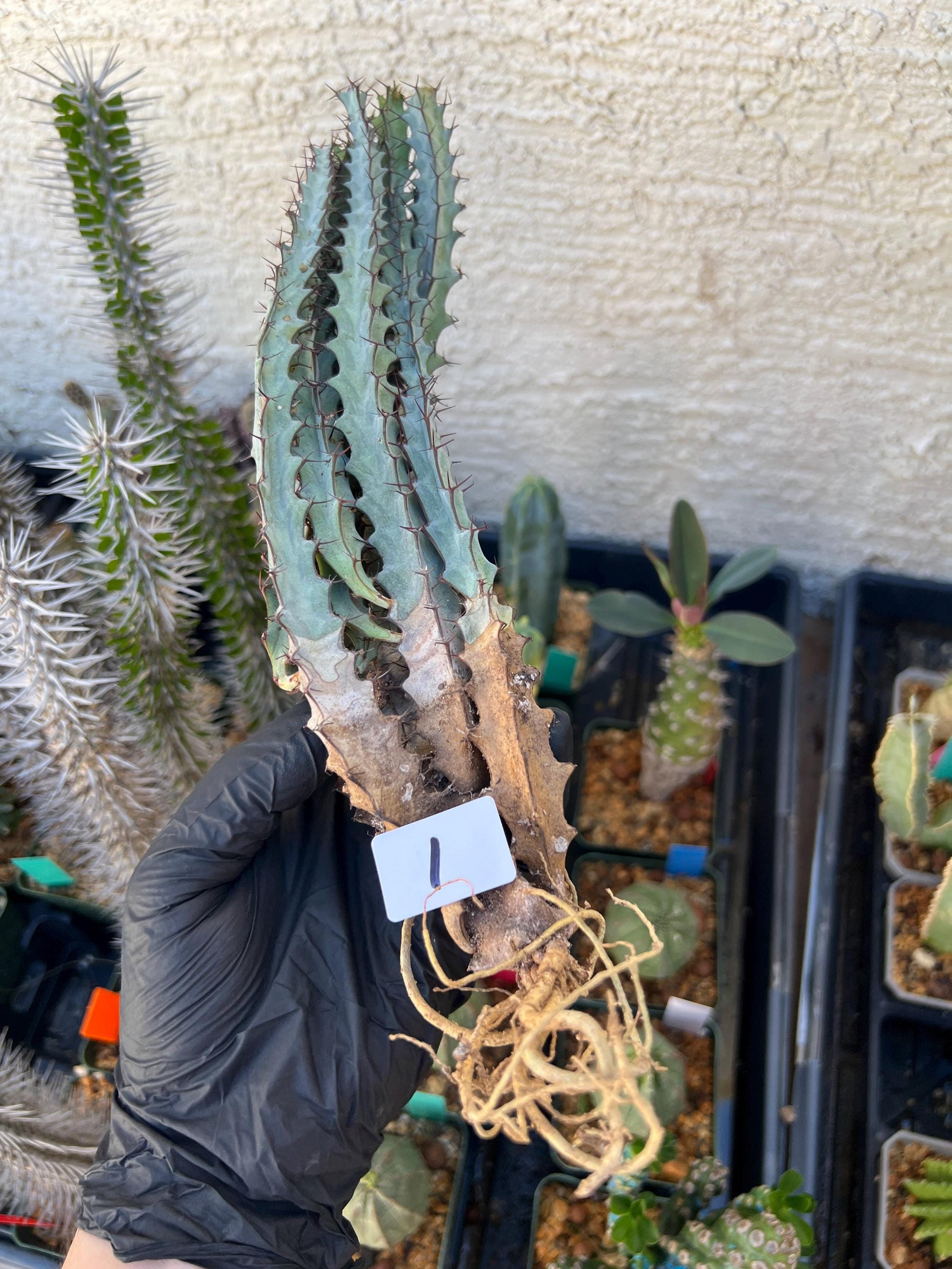 euphorbia greenwayi Cluster (#1) | Imported Cactus
