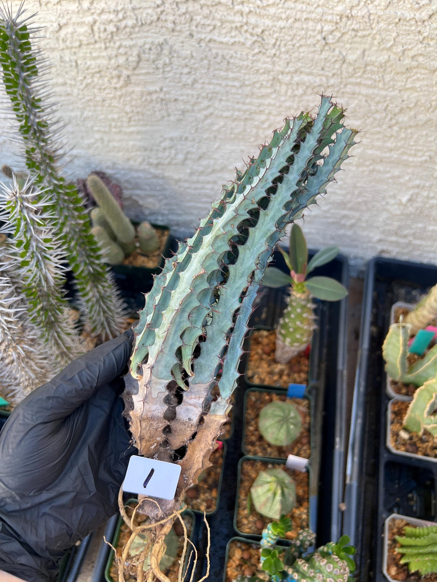 euphorbia greenwayi Cluster (#1) | Imported Cactus