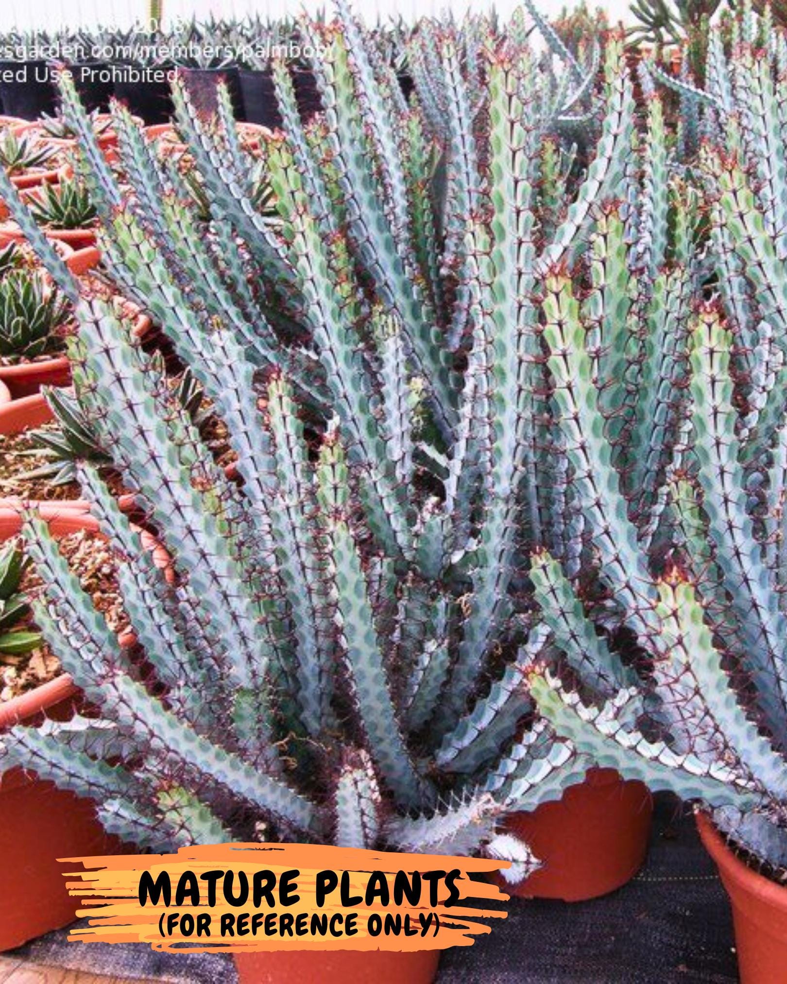 euphorbia greenwayi Cluster (#2) | Imported Cactus