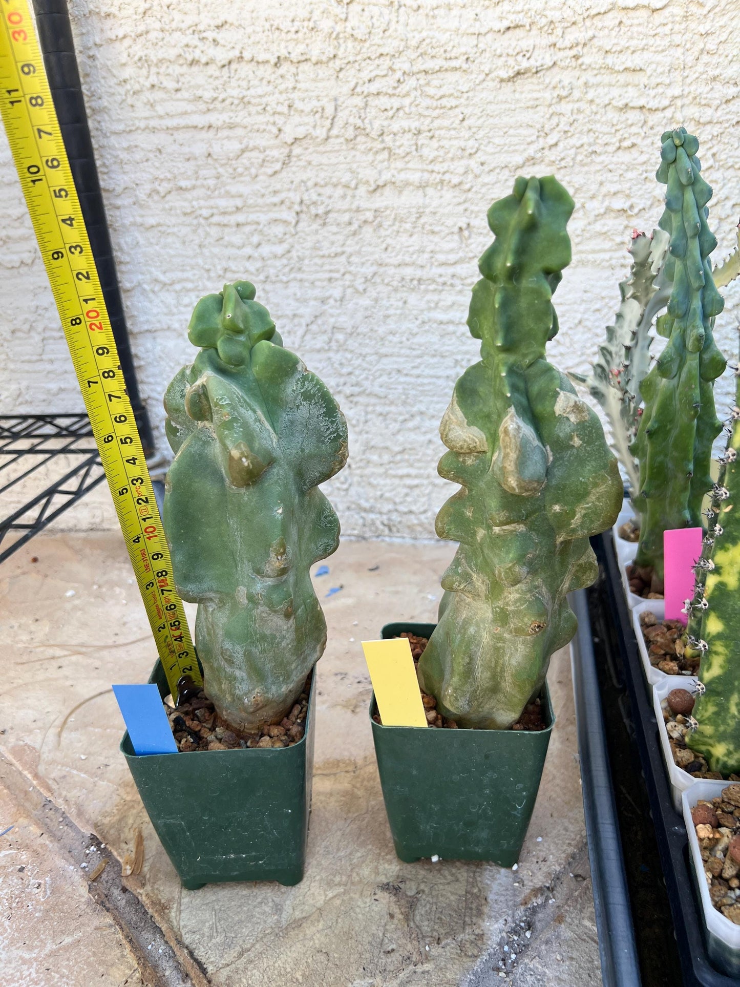 Lophocereus Schottii Monstrose | Imported Cactus | Rare Succulent