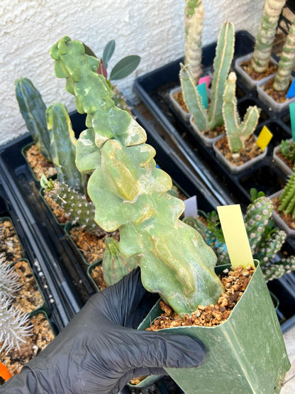 Lophocereus Schottii Monstrose | Imported Cactus | Rare Succulent