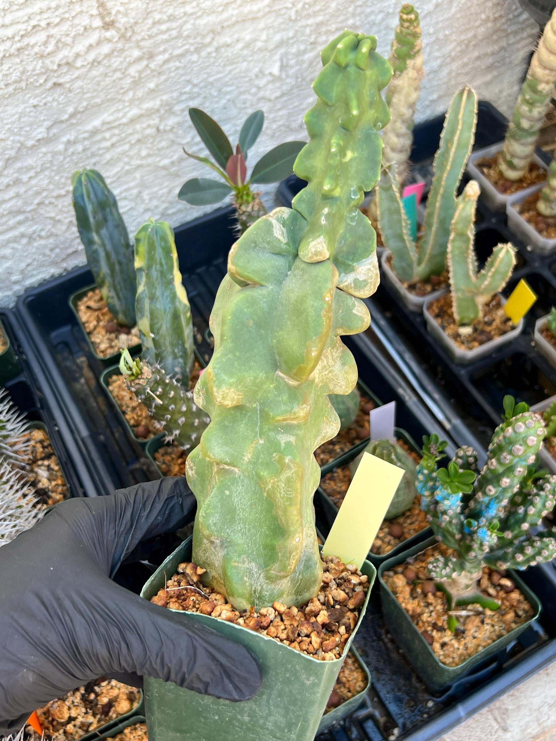 Lophocereus Schottii Monstrose | Imported Cactus | Rare Succulent