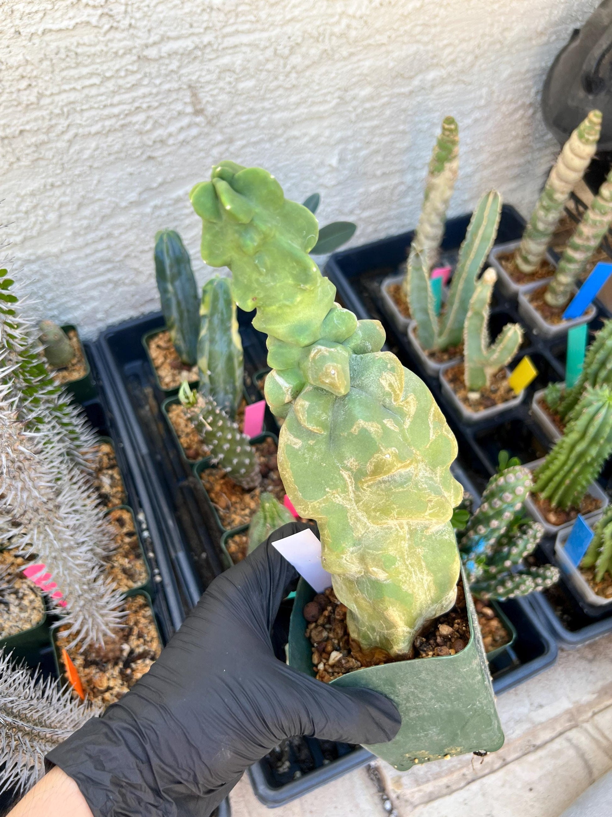 Lophocereus Schottii Monstrose (W-R) | Imported Cactus | Rare Succulent
