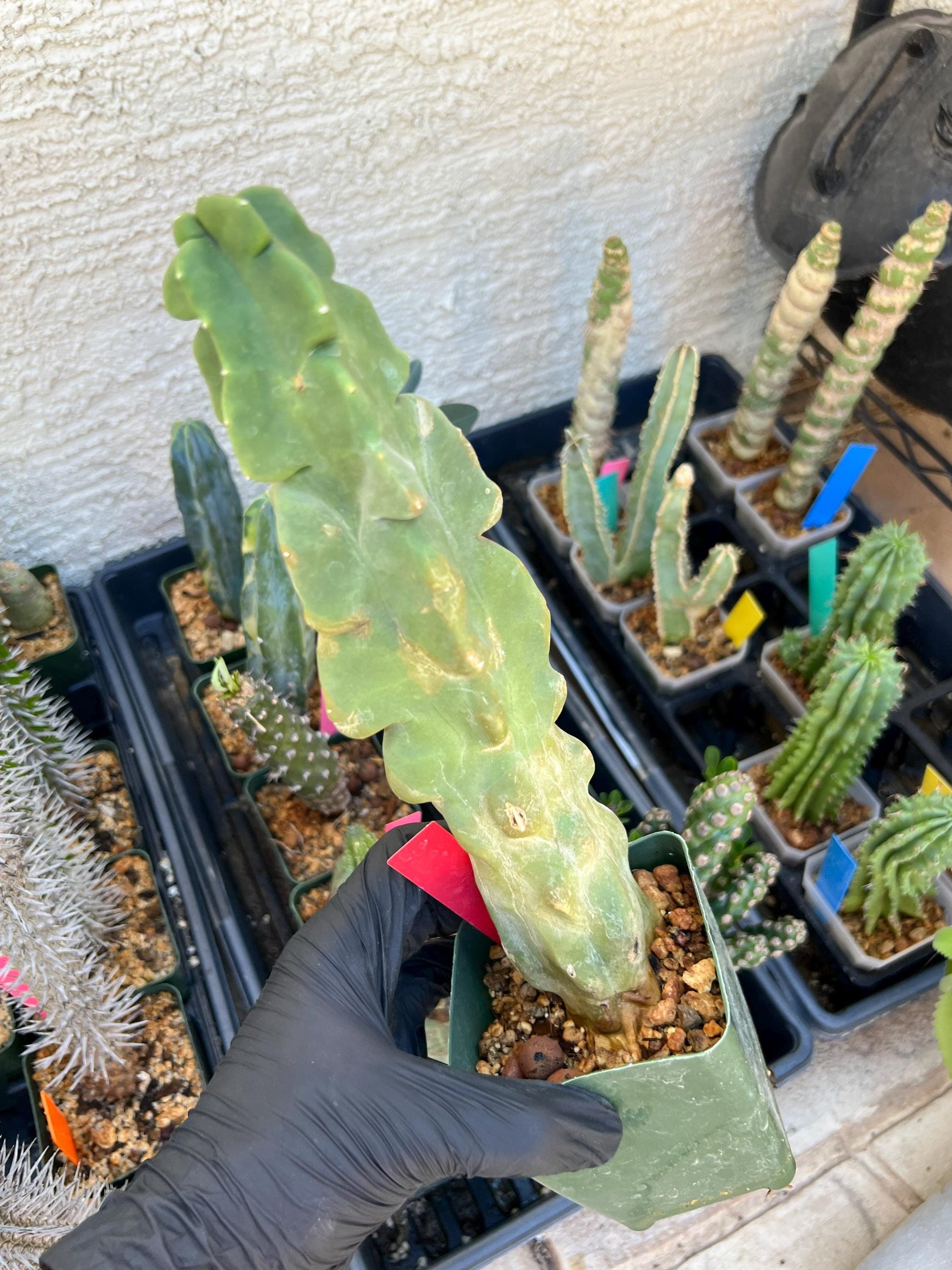 Lophocereus Schottii Monstrose (W-R) | Imported Cactus | Rare Succulent