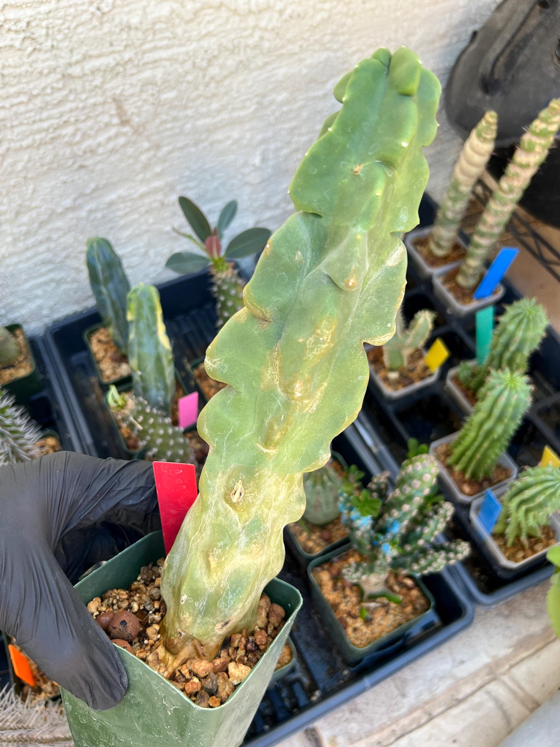 Lophocereus Schottii Monstrose (W-R) | Imported Cactus | Rare Succulent