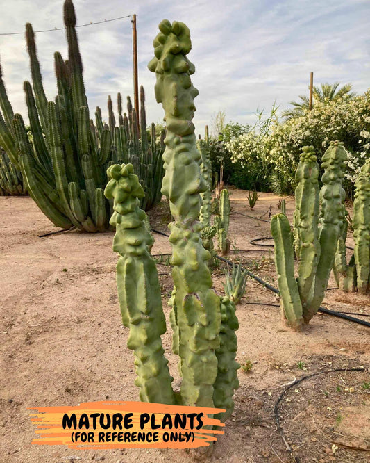Lophocereus Schottii Monstrose (W-R) | Imported Cactus | Rare Succulent