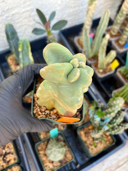 Lophocereus Schottii Monstrose (PY-O) | Imported Cactus