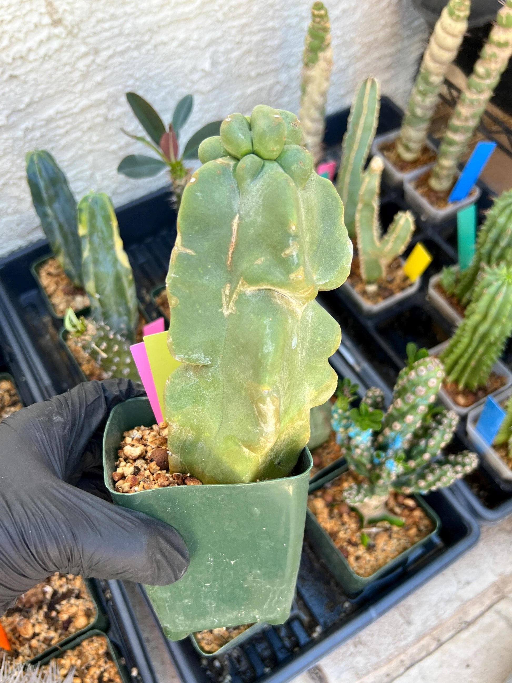 Lophocereus Schottii Monstrose (PY-O) | Imported Cactus