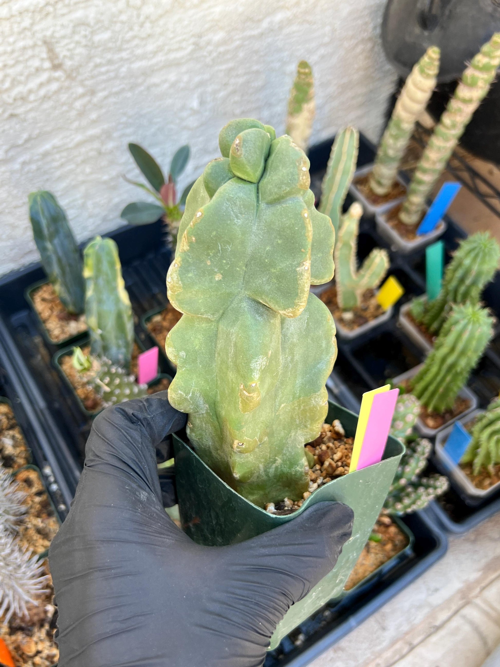 Lophocereus Schottii Monstrose (PY-O) | Imported Cactus