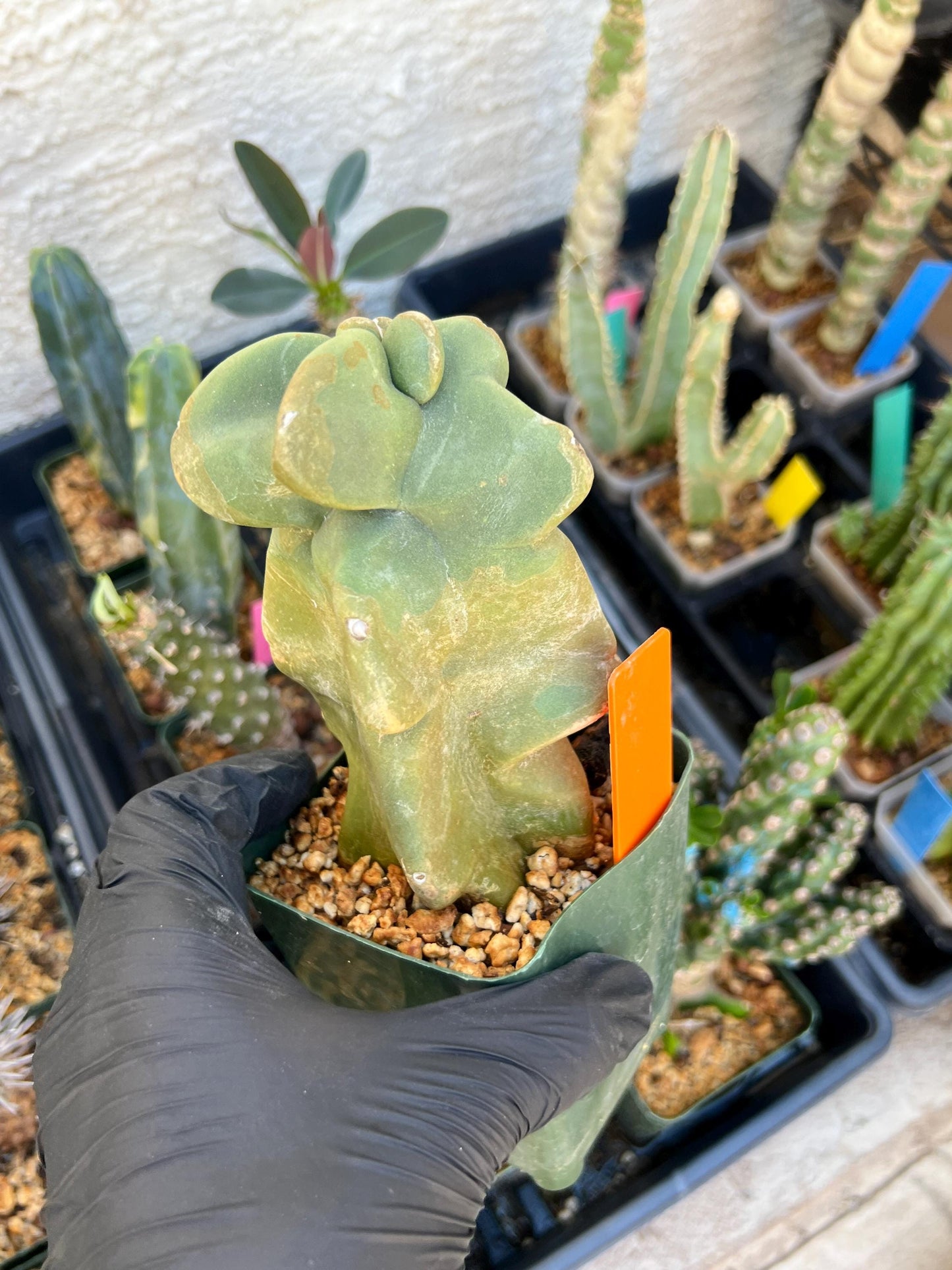 Lophocereus Schottii Monstrose (PY-O) | Imported Cactus