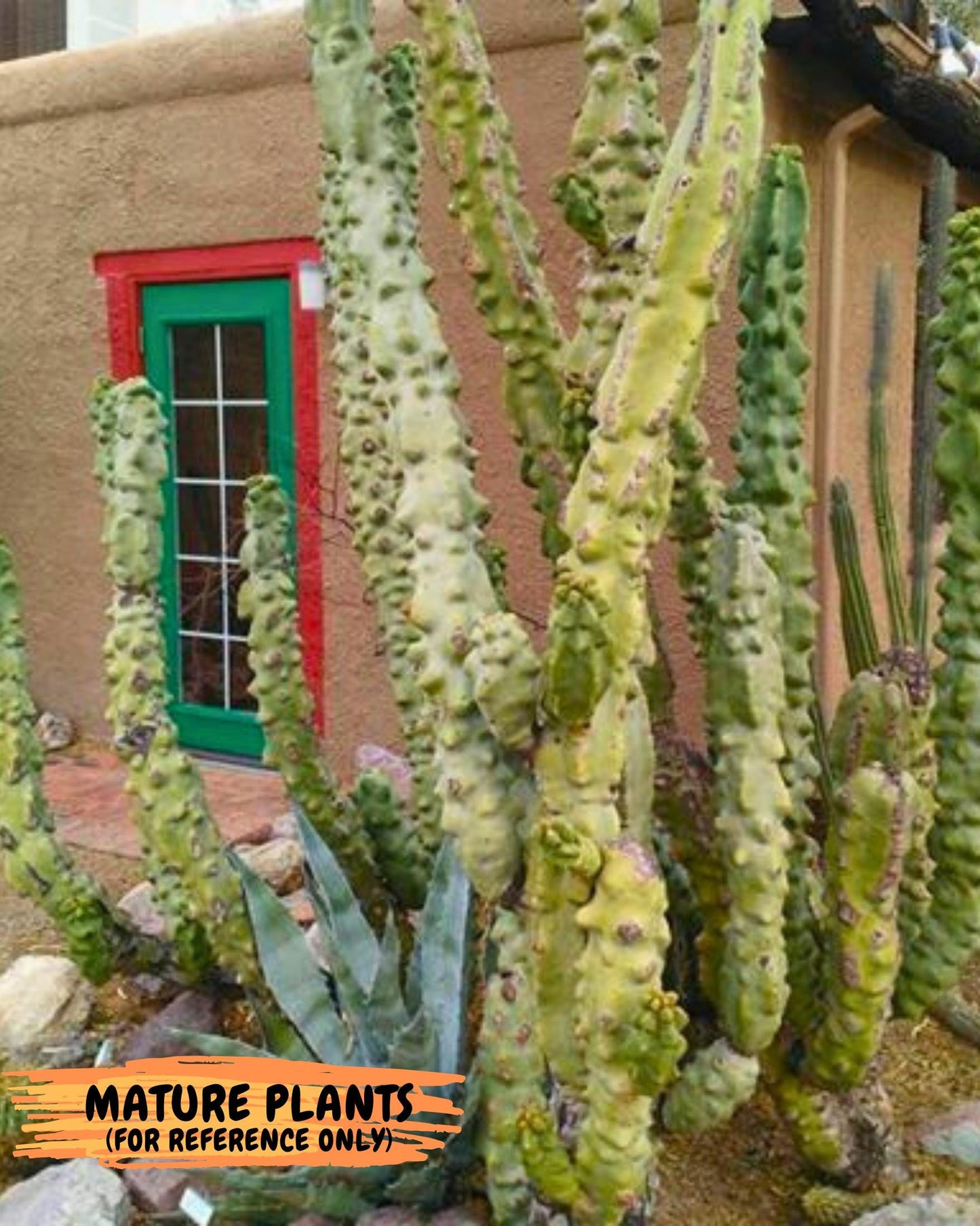 Lophocereus Schottii Monstrose (PY-O) | Imported Cactus