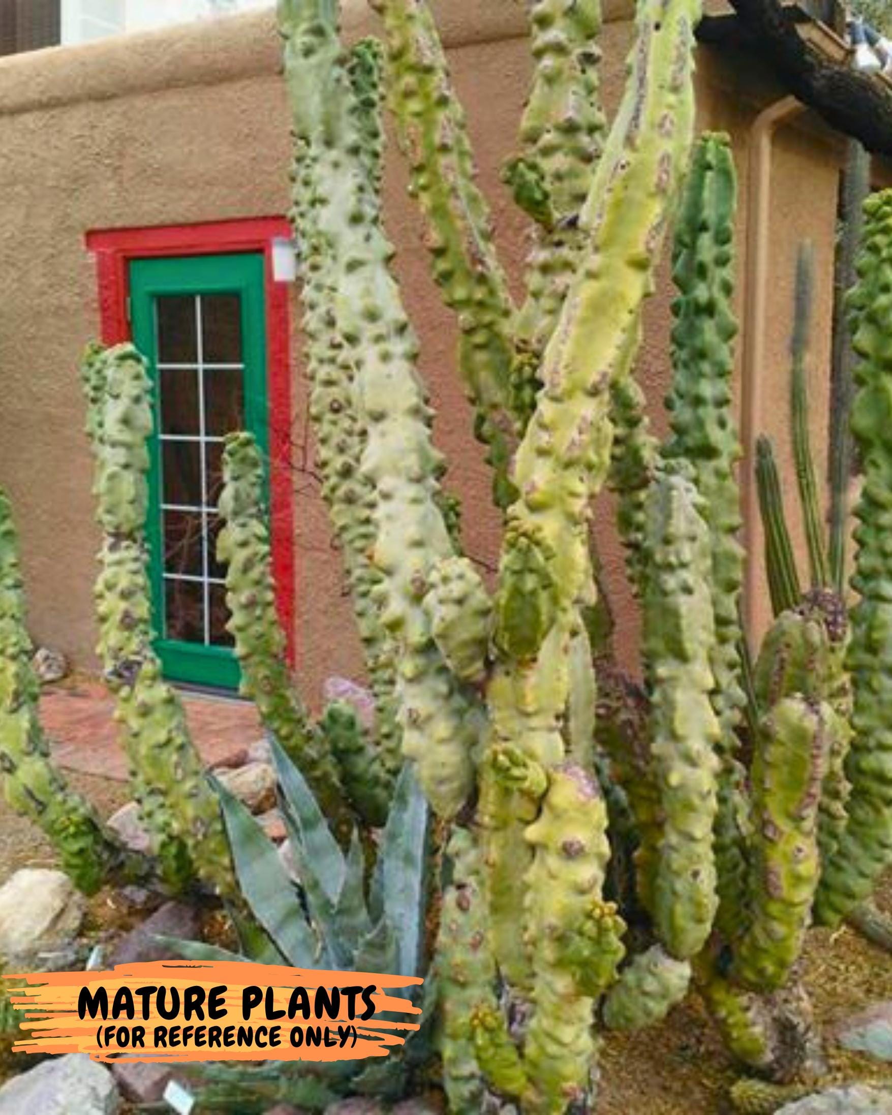 Lophocereus Schottii Monstrose (PY-O) | Imported Cactus