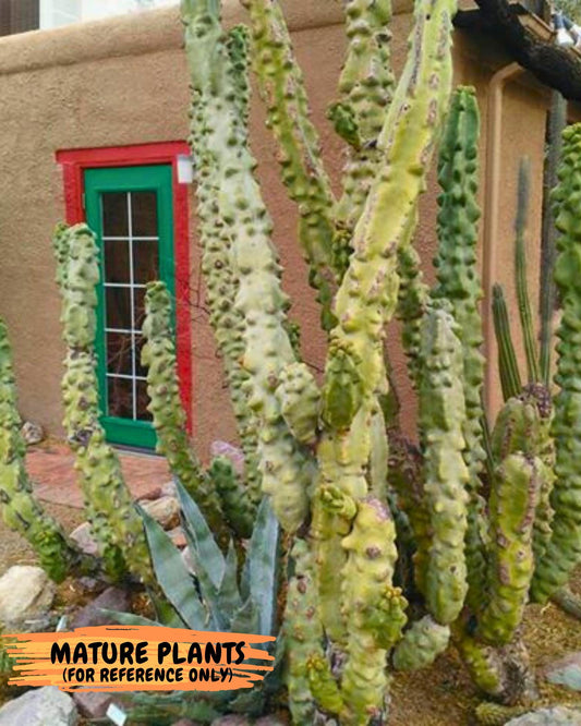 Lophocereus Schottii Monstrose (PY-O) | Imported Cactus