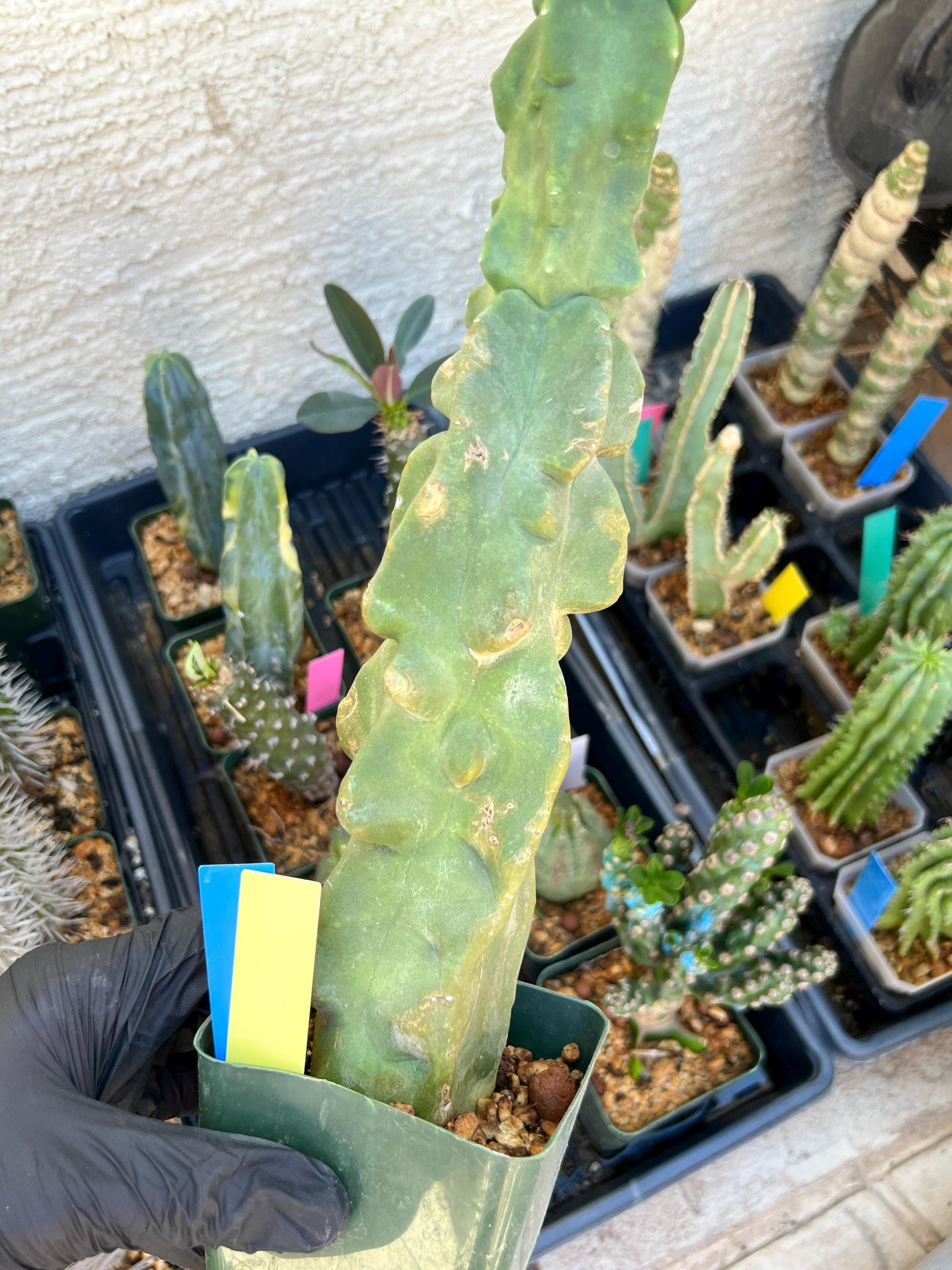 Lophocereus Schottii Monstrose (By-Gr) | Imported Cactus