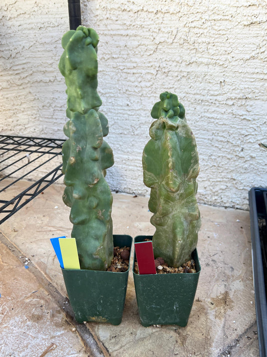 Lophocereus Schottii Monstrose (By-Gr) | Imported Cactus