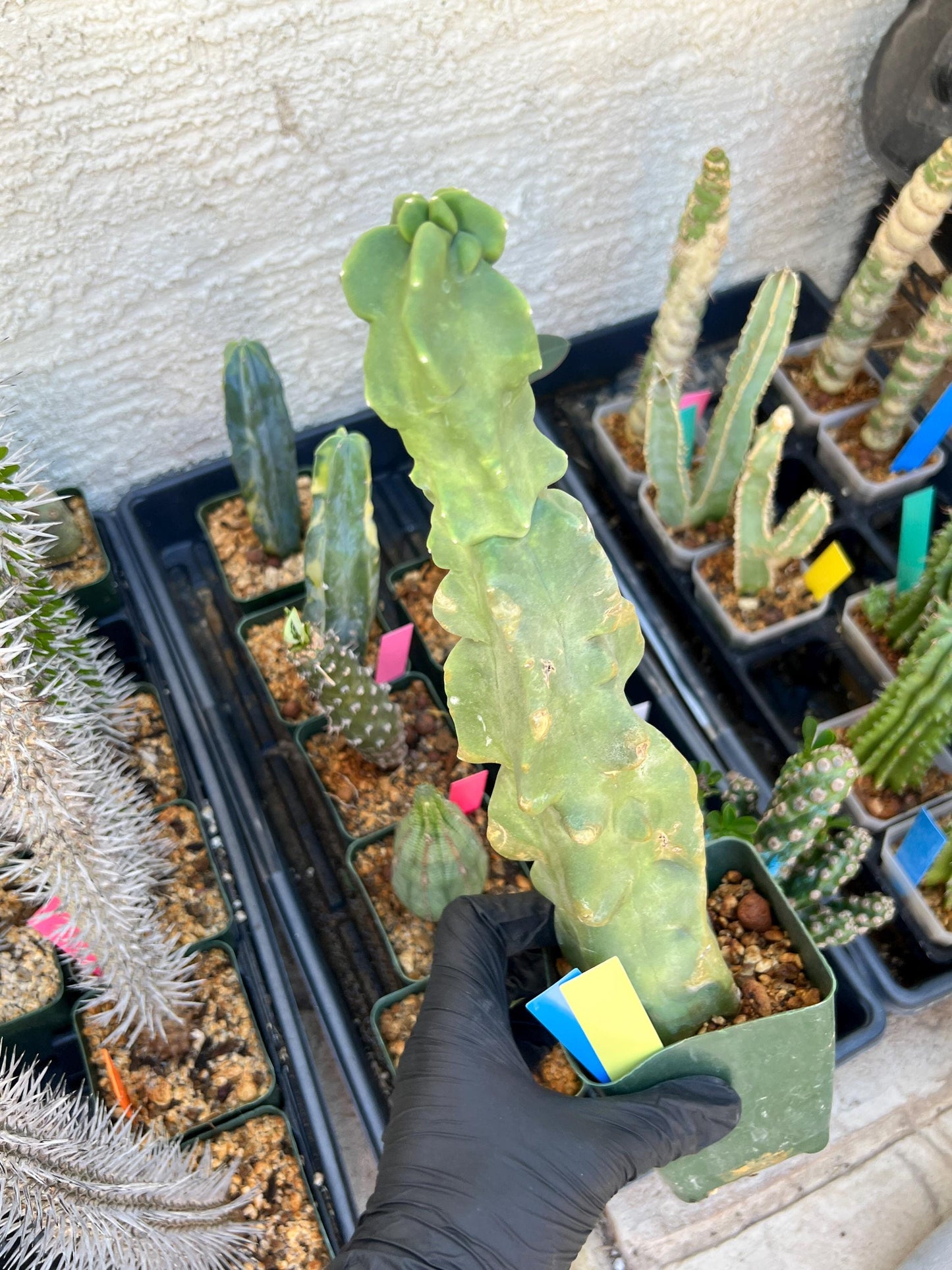 Lophocereus Schottii Monstrose (By-Gr) | Imported Cactus