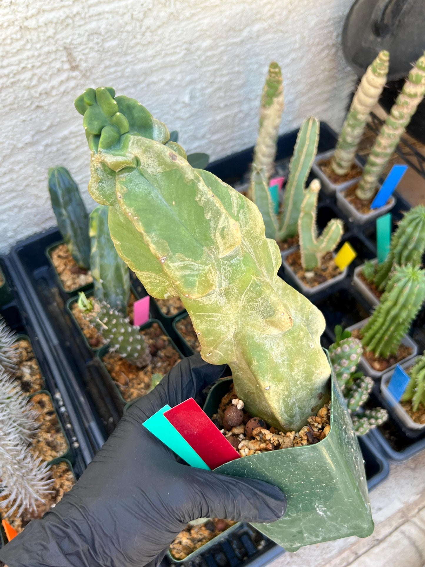 Lophocereus Schottii Monstrose (By-Gr) | Imported Cactus