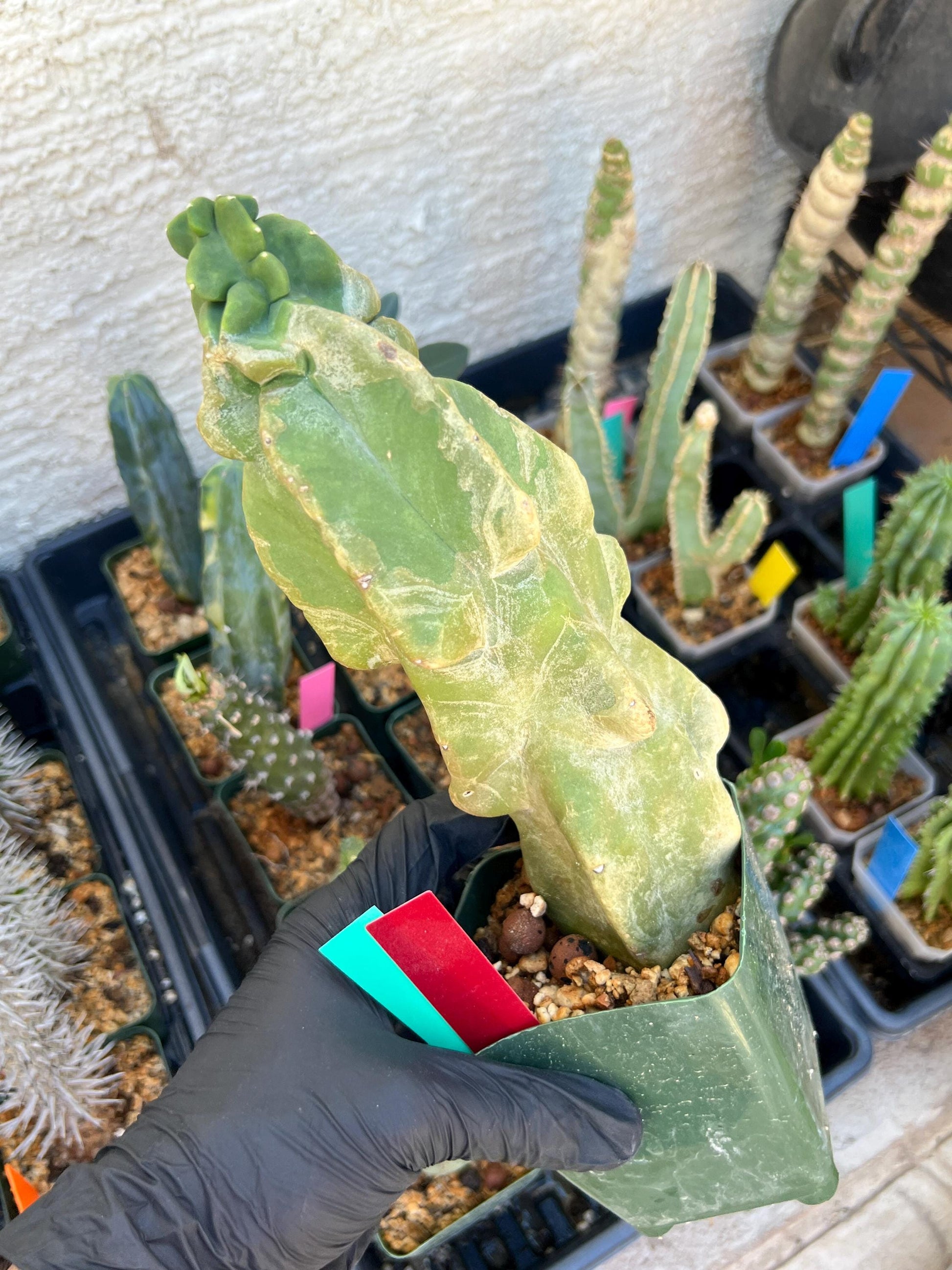 Lophocereus Schottii Monstrose (By-Gr) | Imported Cactus