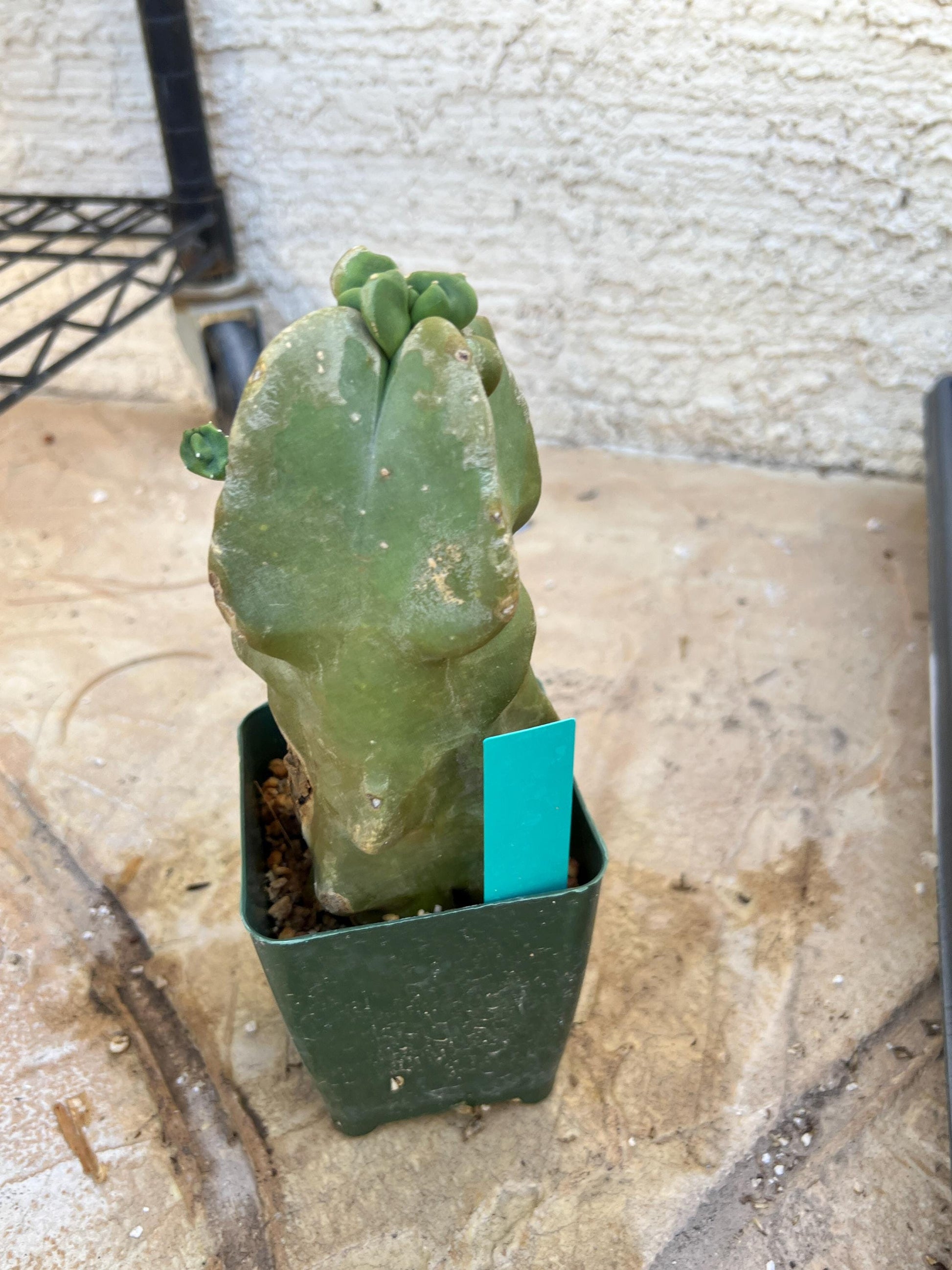 Lophocereus Schottii Monstrose (Green) | Imported Cactus