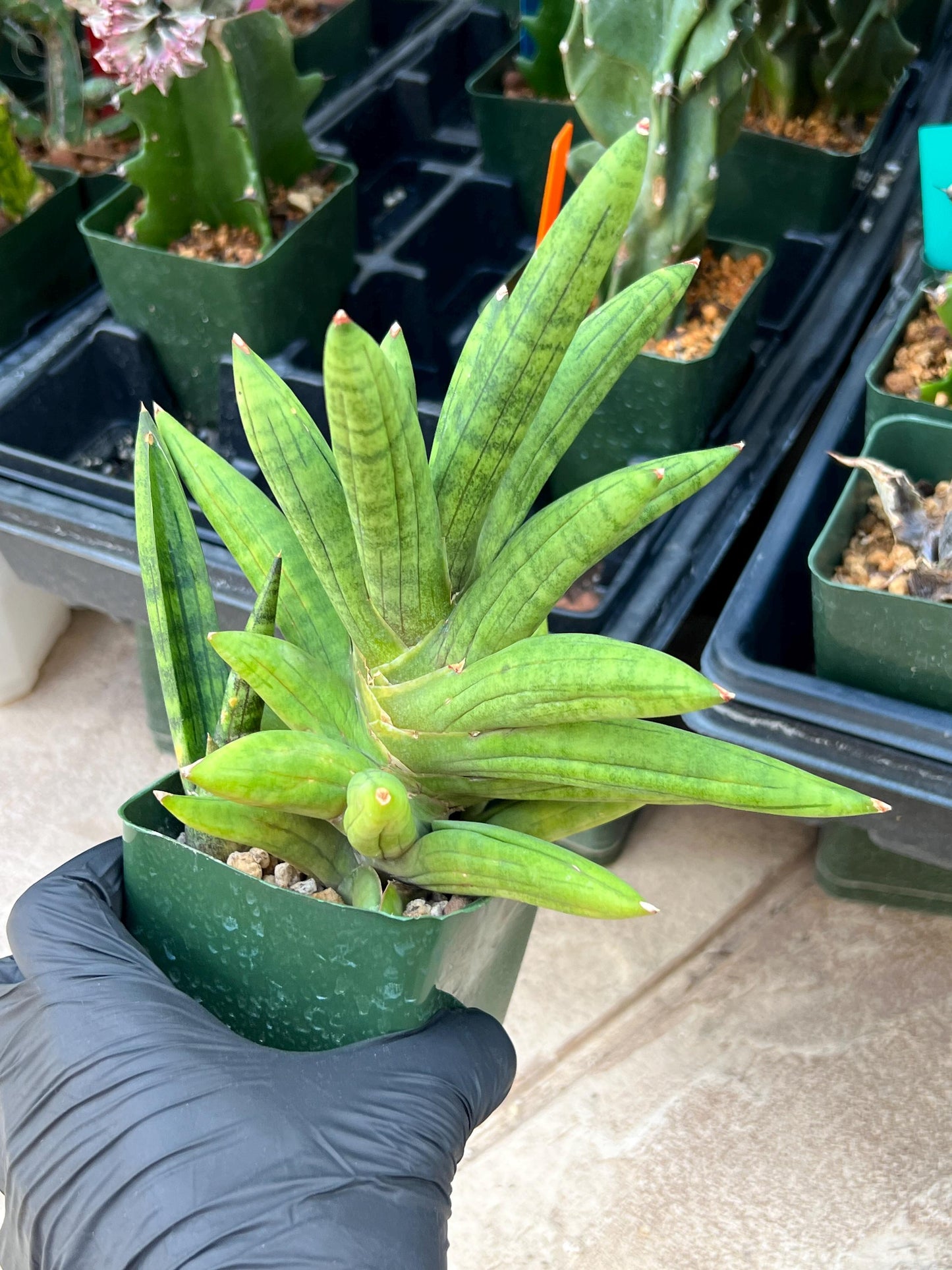 Sansevieria Mr. Hook XXL (C1) (Yellow) | Imported Plant