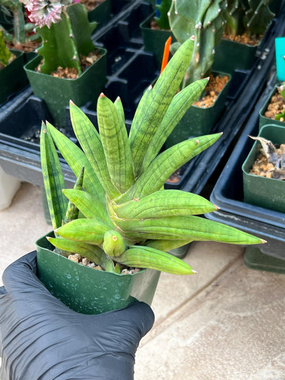 Sansevieria Mr. Hook XXL (C1) (Yellow) | Imported Plant
