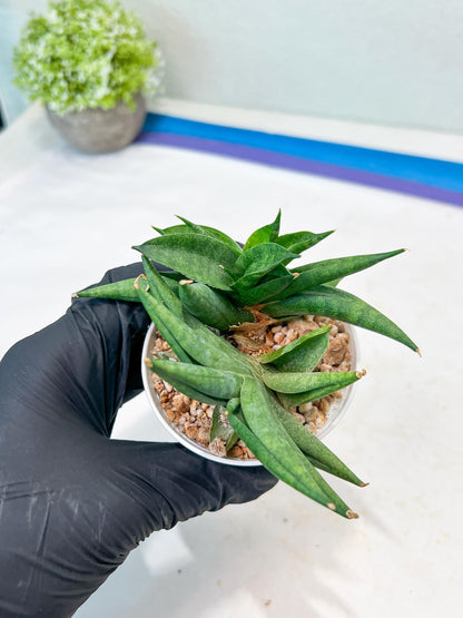 Sansevieria Crazy Crab (#AC4) | Imported Hybrid Snake Plants