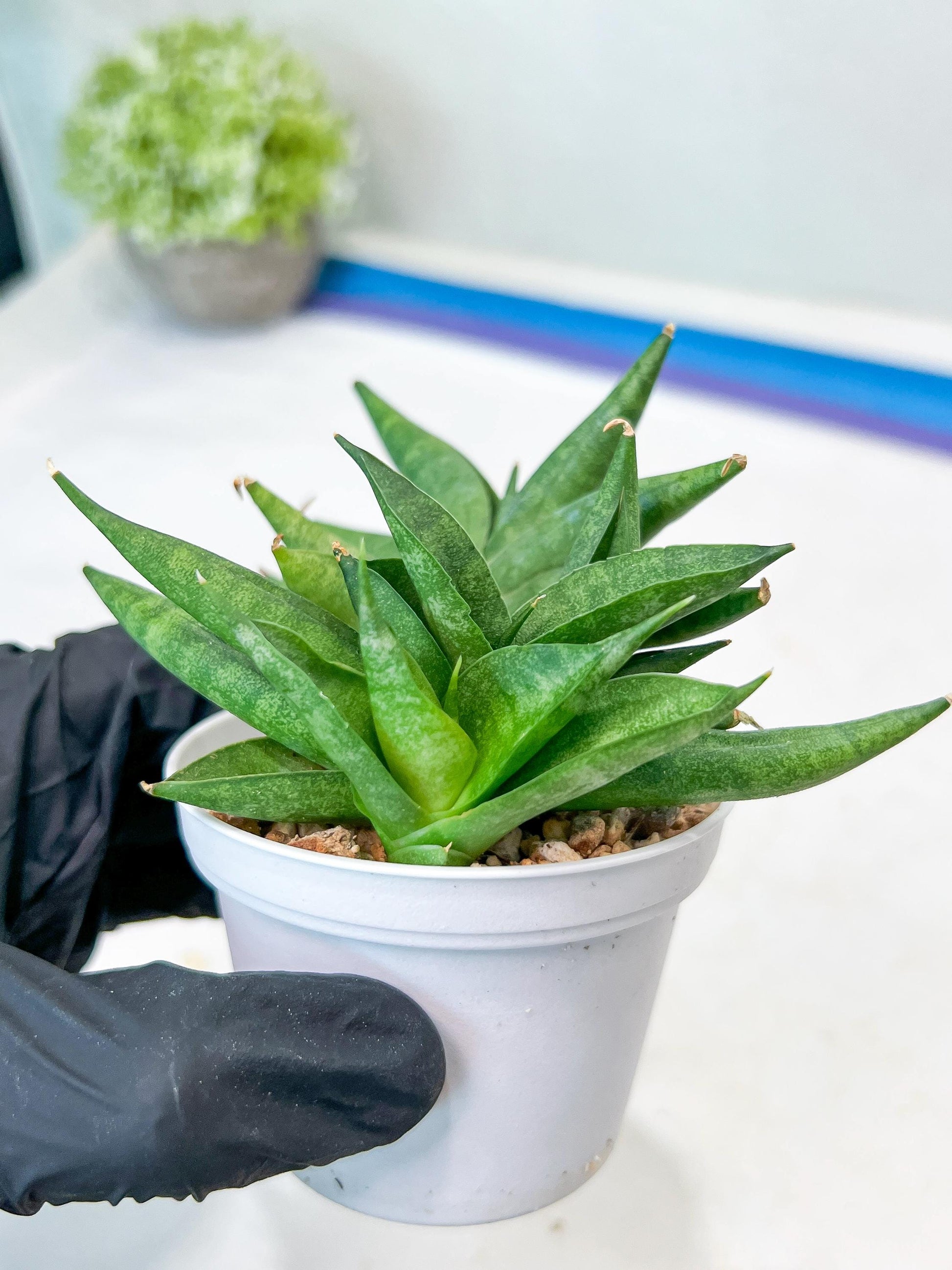 Sansevieria Crazy Crab (#AC4) | Imported Hybrid Snake Plants