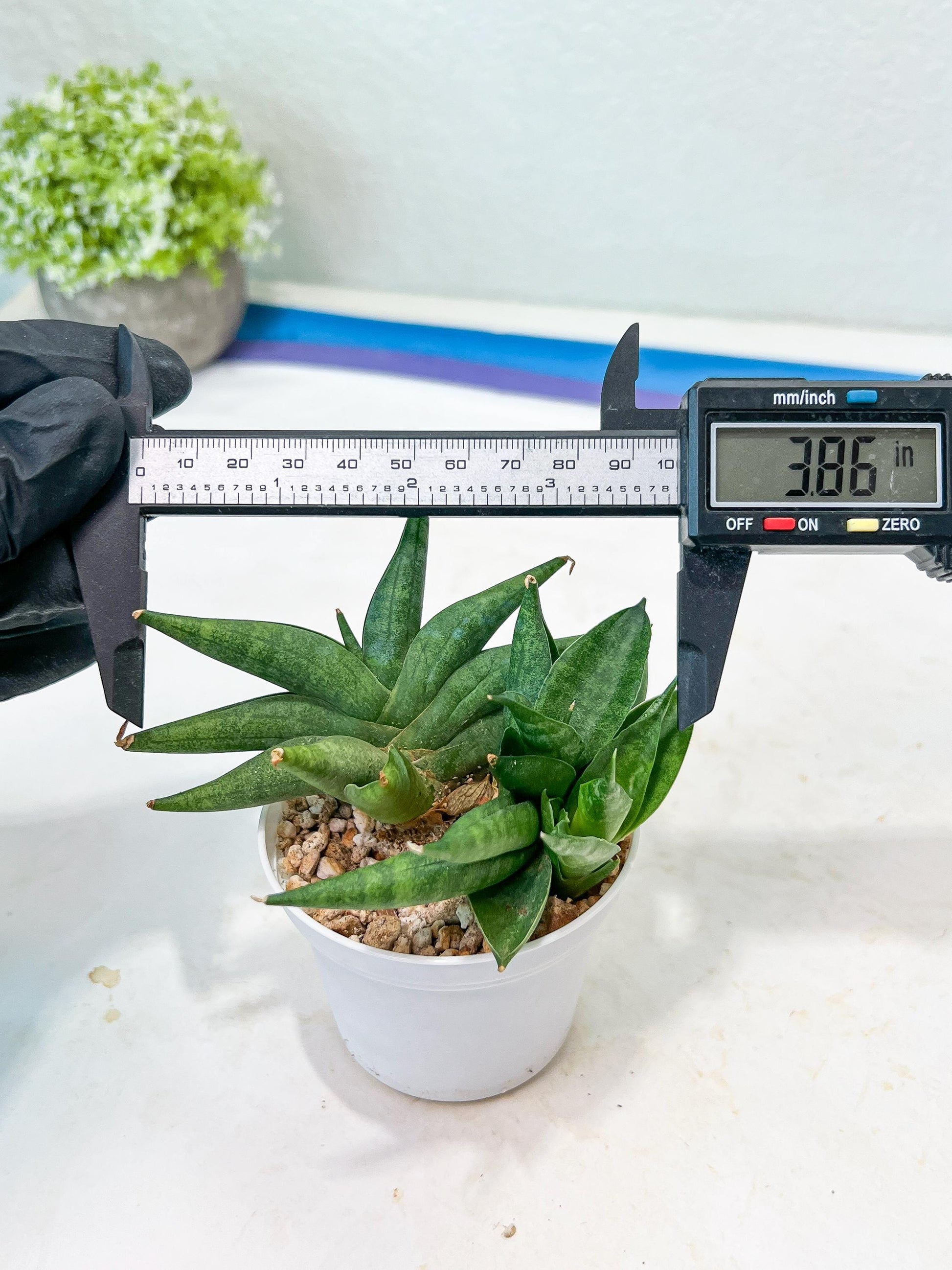 Sansevieria Crazy Crab (#AC4) | Imported Hybrid Snake Plants