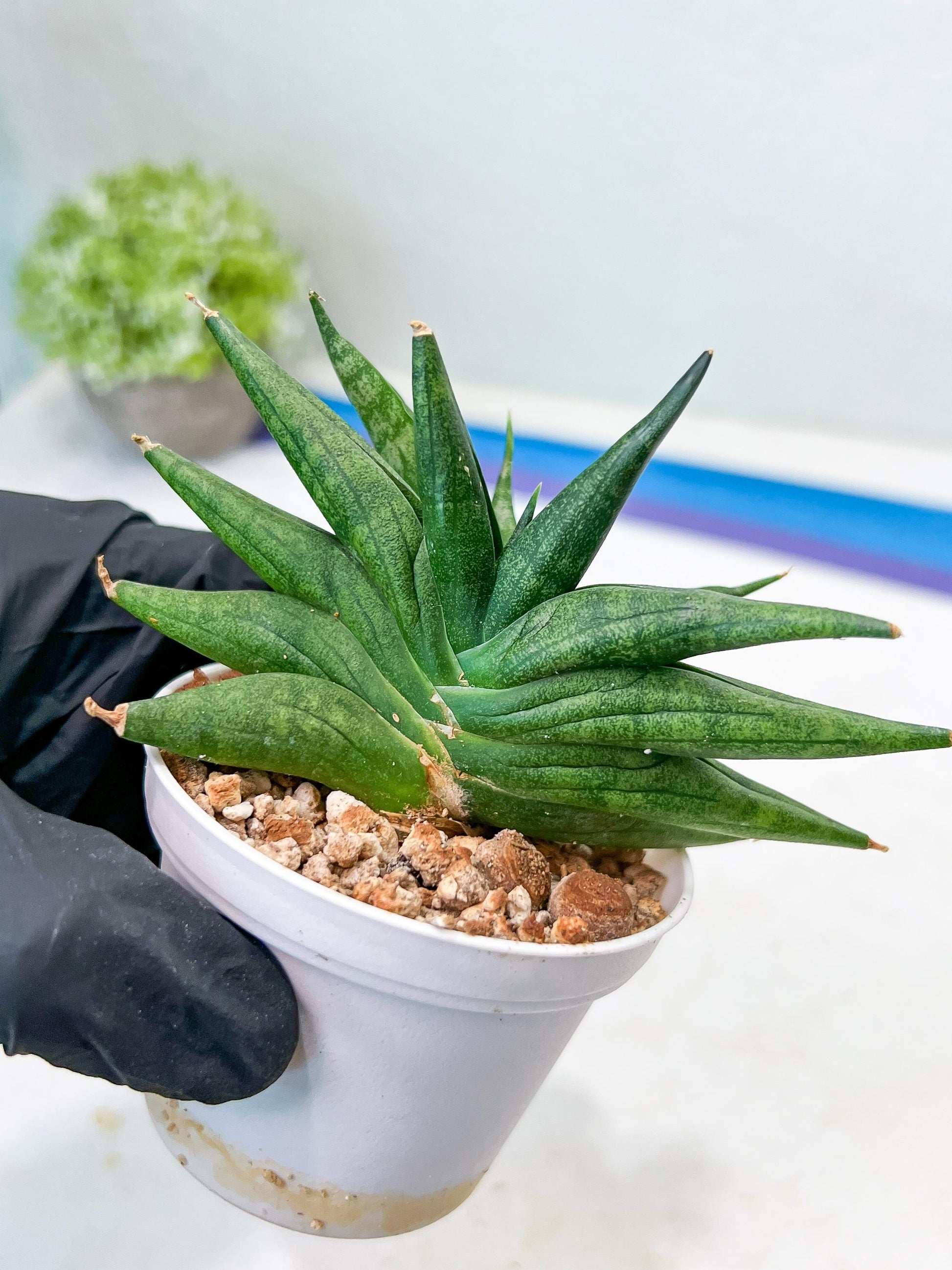 Sansevieria Crazy Crab (#AC4) | Imported Hybrid Snake Plants